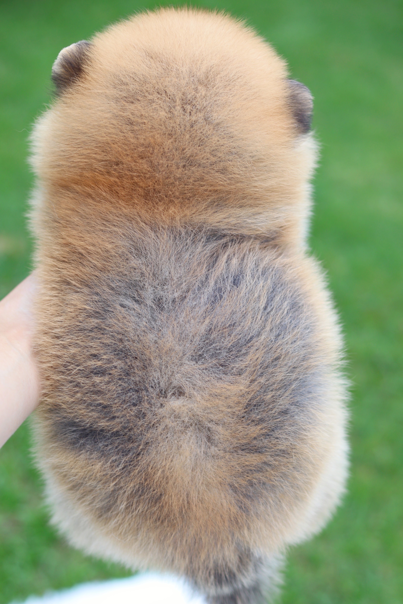 ปอมเมอเรเนียน เพศผู้ สีส้ม