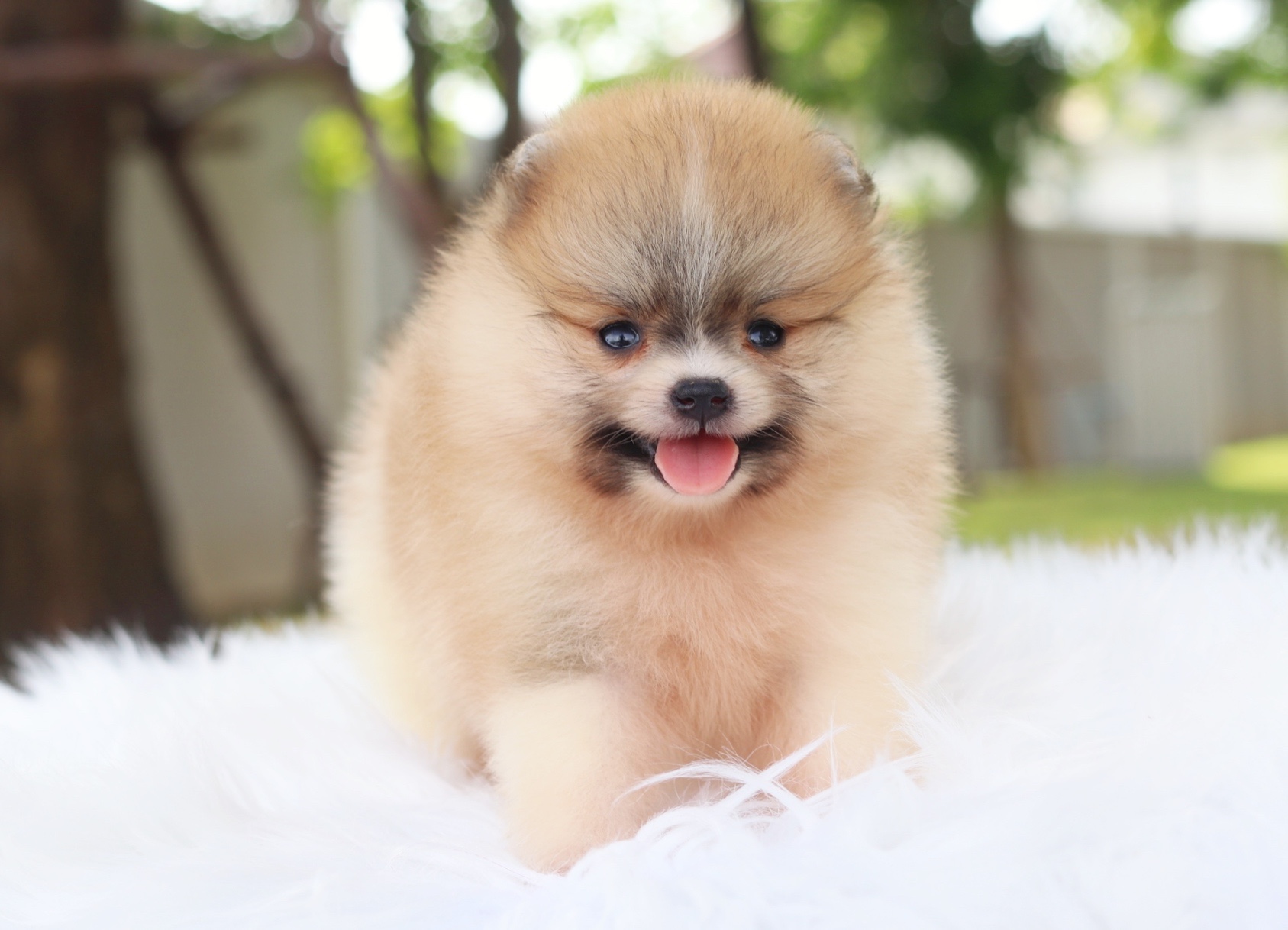 ปอมเมอเรเนียน เพศเมีย สีแฟนซี