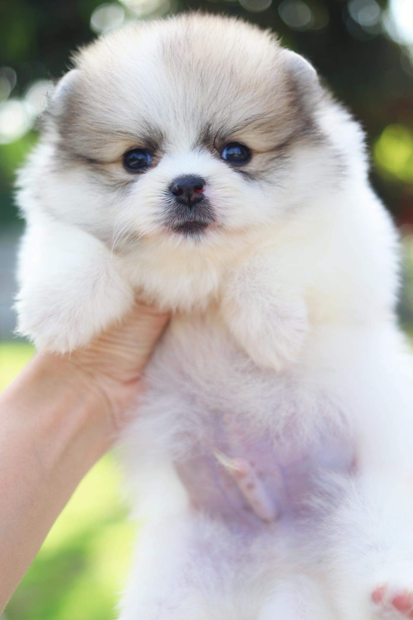 ปอมเมอเรเนียน เพศผู้ แฟนซี