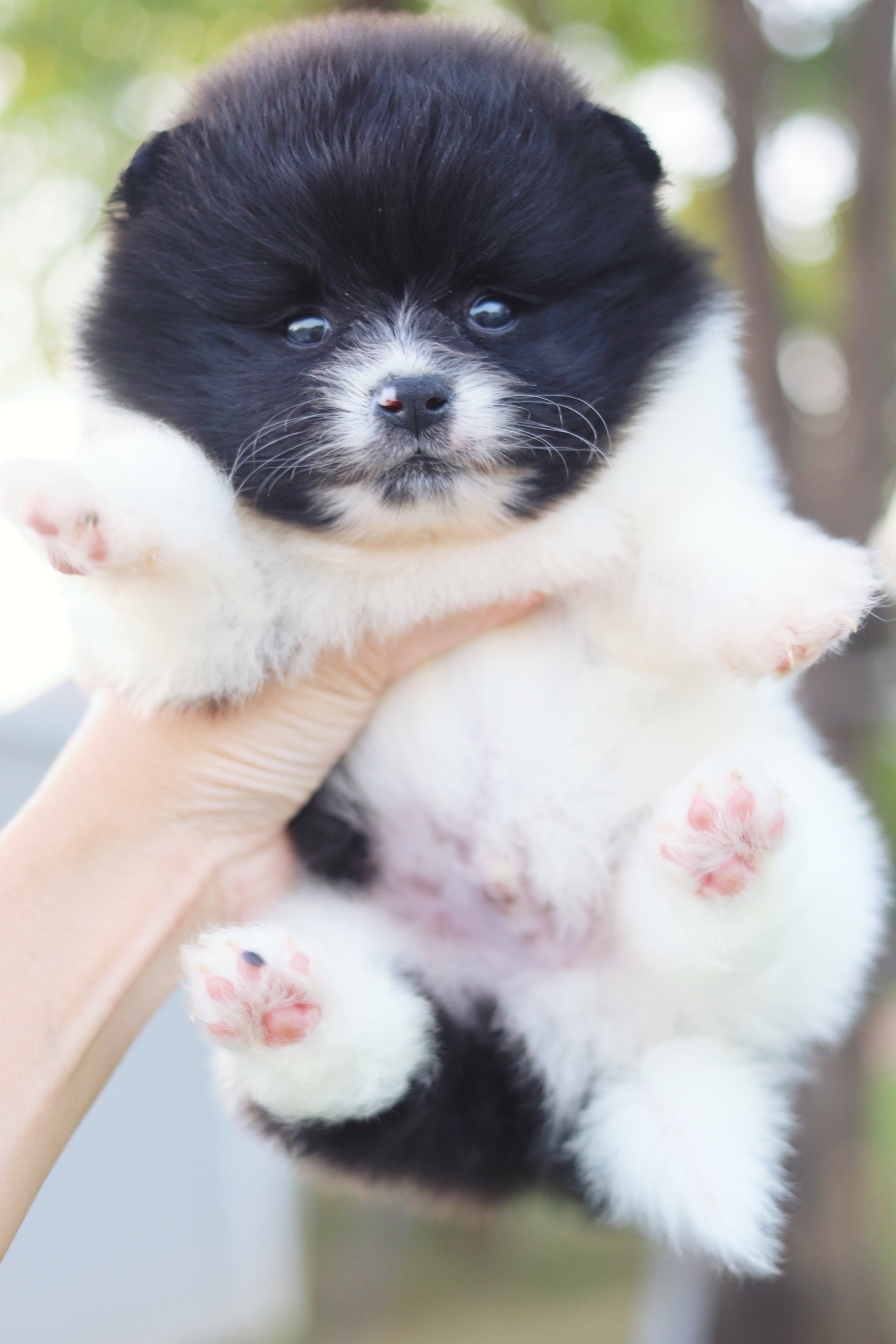 ปอมเมอเรเนียน เพศผู้สีแฟนซี