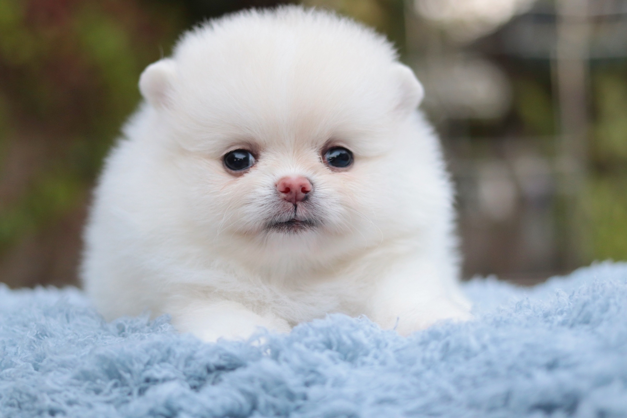 ปอมเมอเรเนียน เพศเมีย สีขาวครีม ไซส์เล็ก