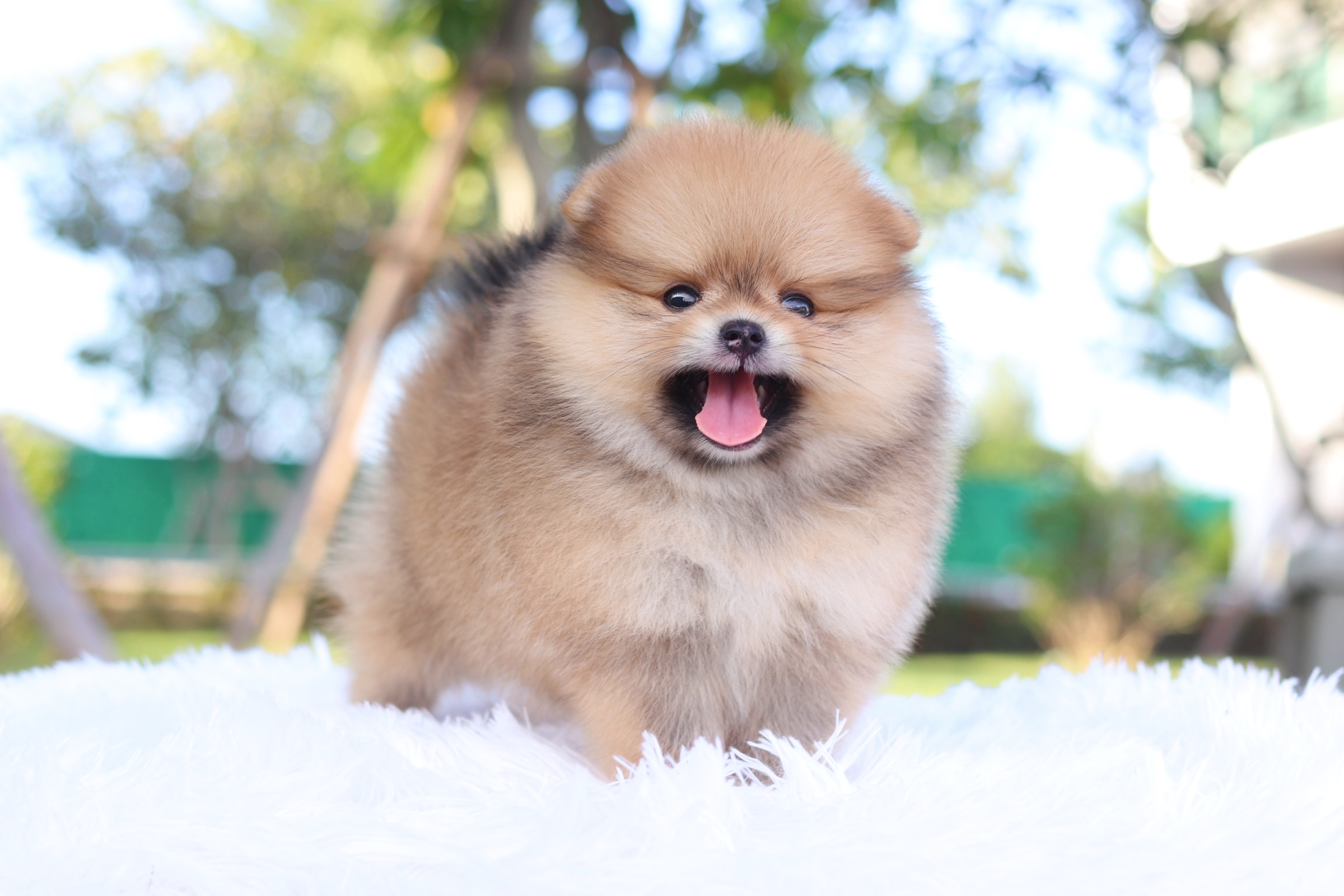 ปอมเมอเรเนียน เพศเมียสีส้มเกรดโชว์