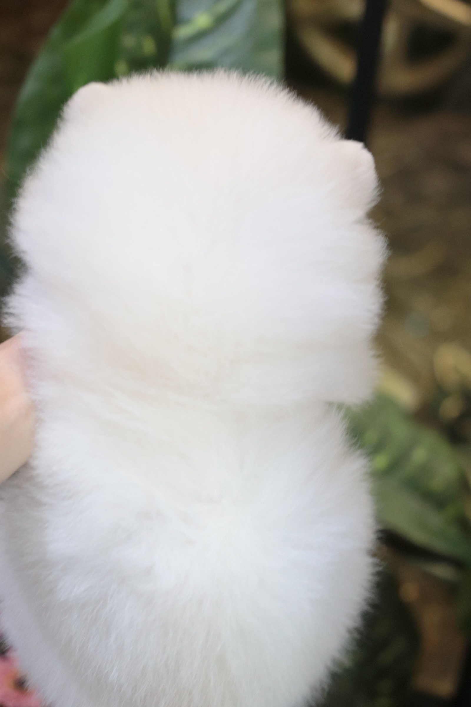 ปอมเมอเรเนียน เพศผู้สีขาวครีม