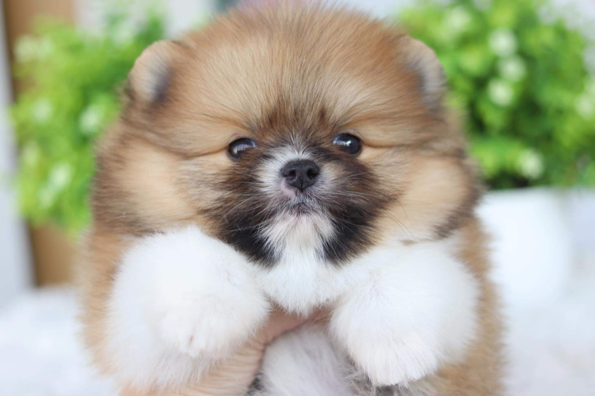 ปอมเมอเรเนียน เพศผู้