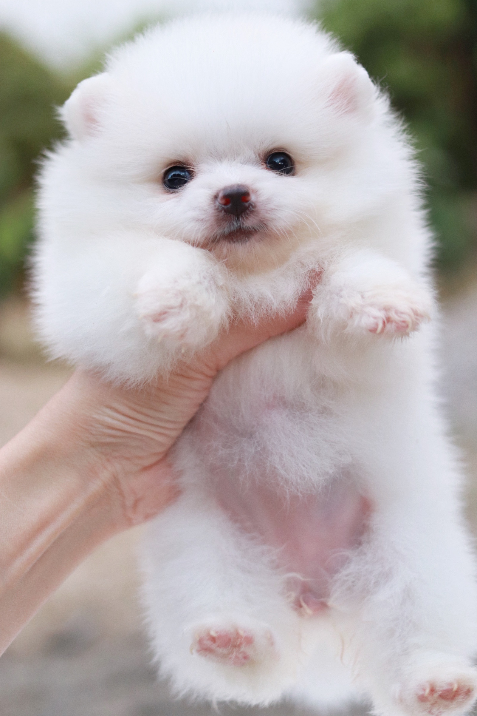 ปอมเมอเรเนียน เพศเมียสีขาวครีม