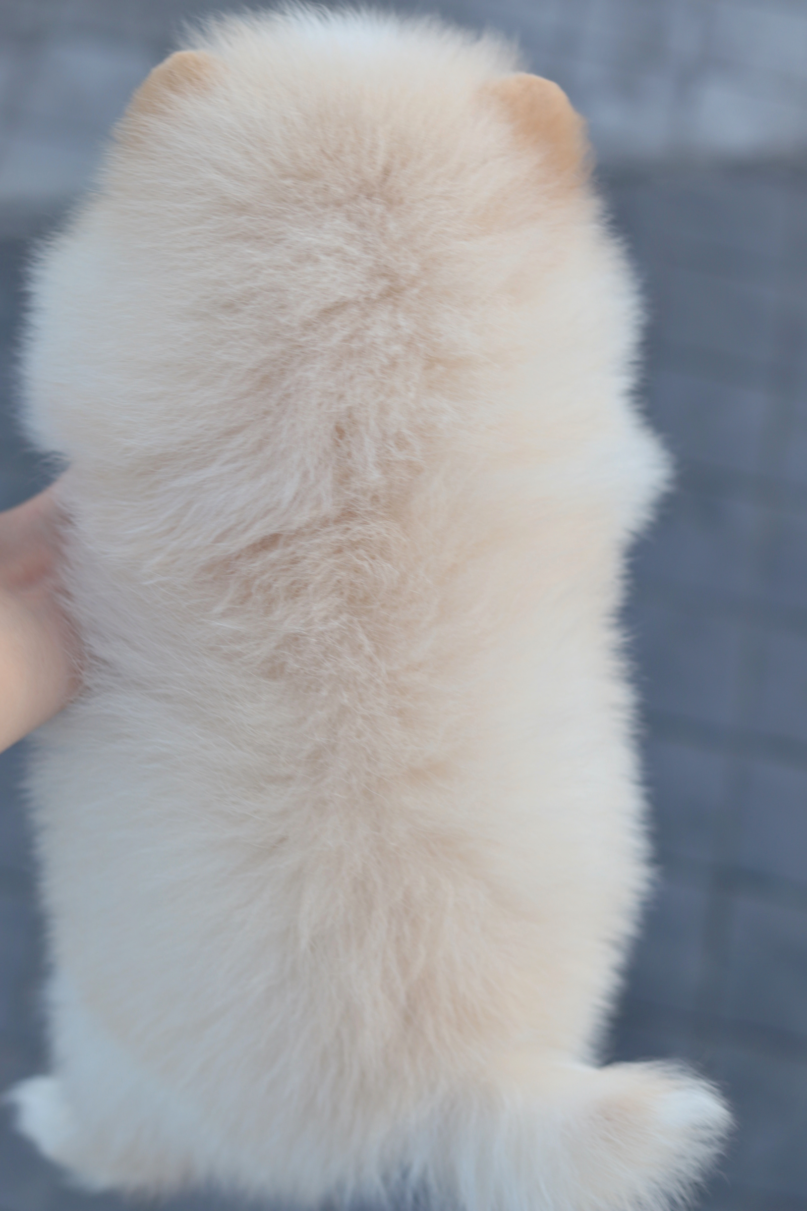 ปอมเมอเรเนียน เพศเมียขาวครีม