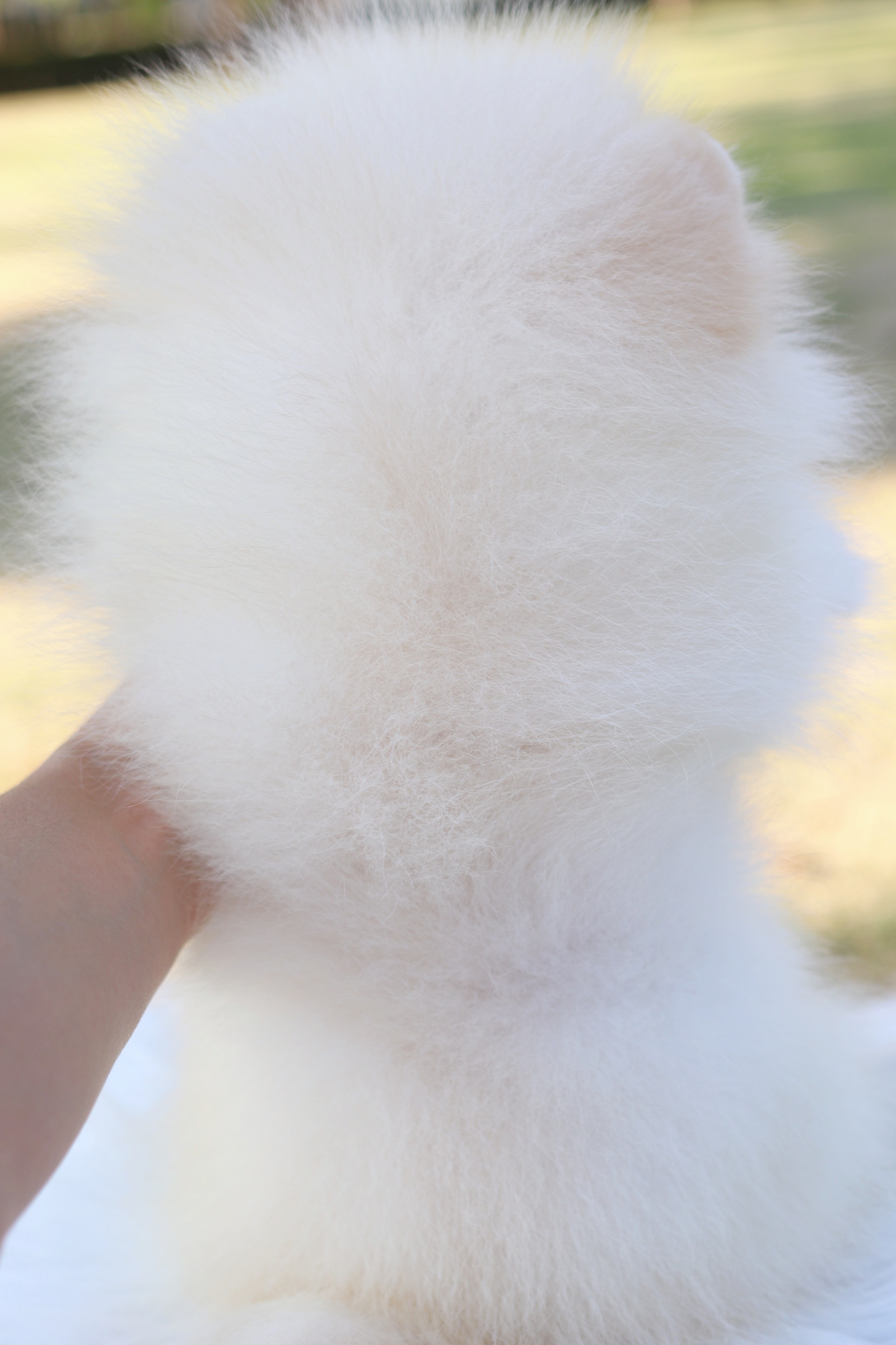 ปอมเมอเรเนียน เพศเมียสีขาวครีม