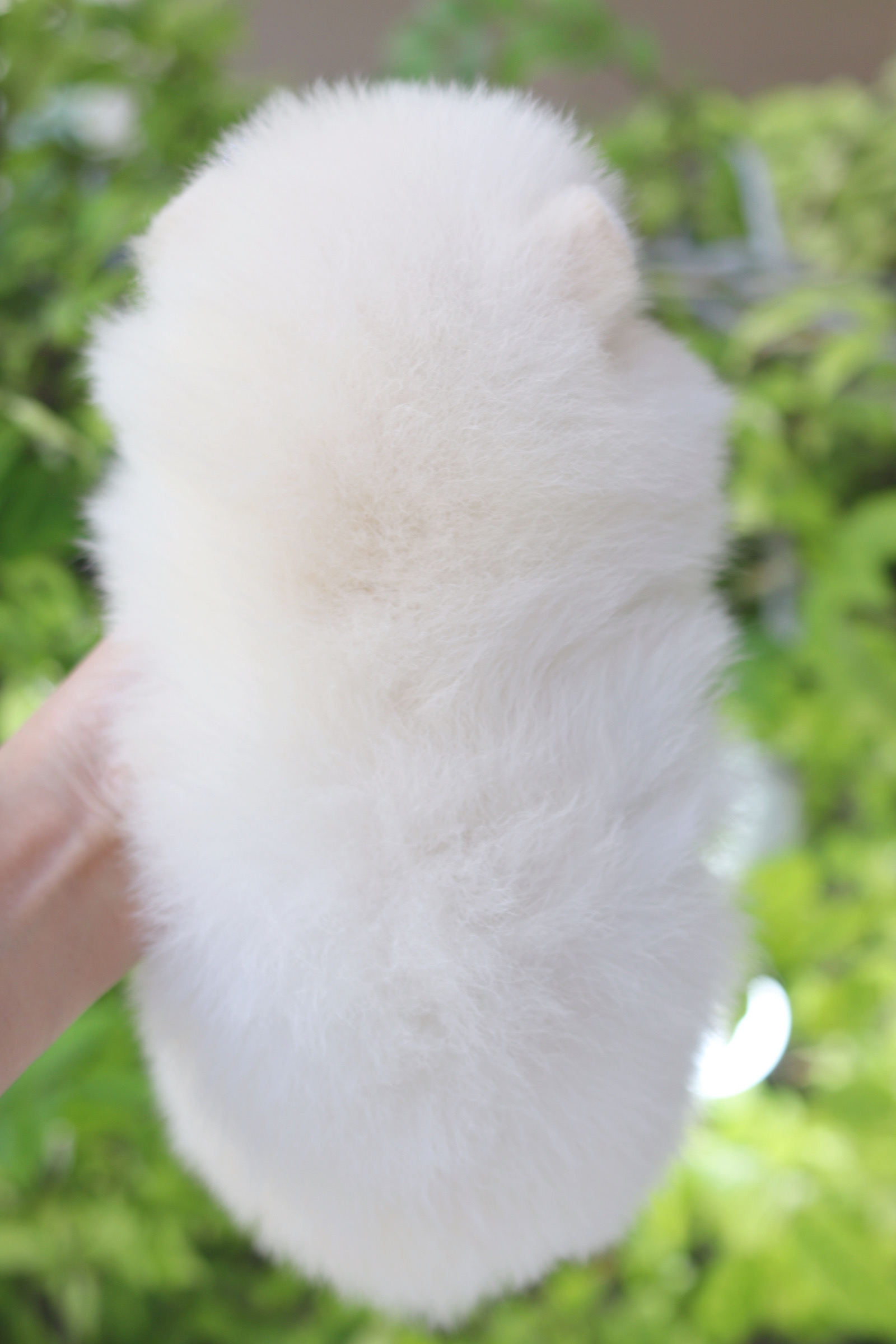 ปอมเมอเรเนียน เพศผู้ สีขาวครีม เกรดโชว์