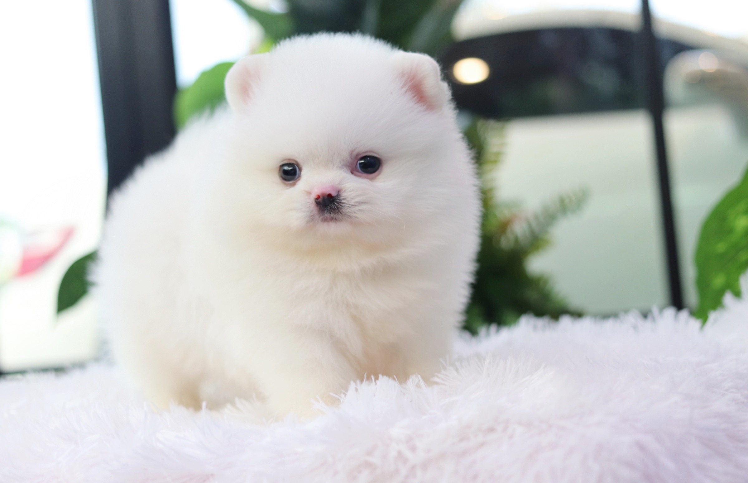 ปอมเมอเรเนียน เพศผู้ สีขาว