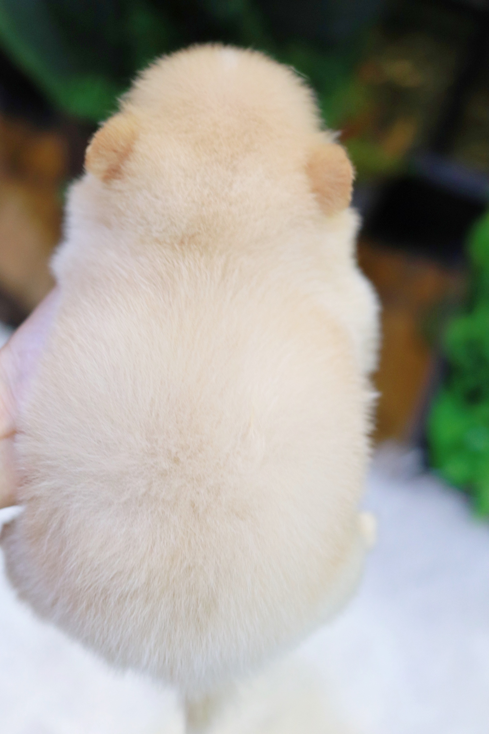 ปอมเมอเรเนียน เพศเมียสีครีม