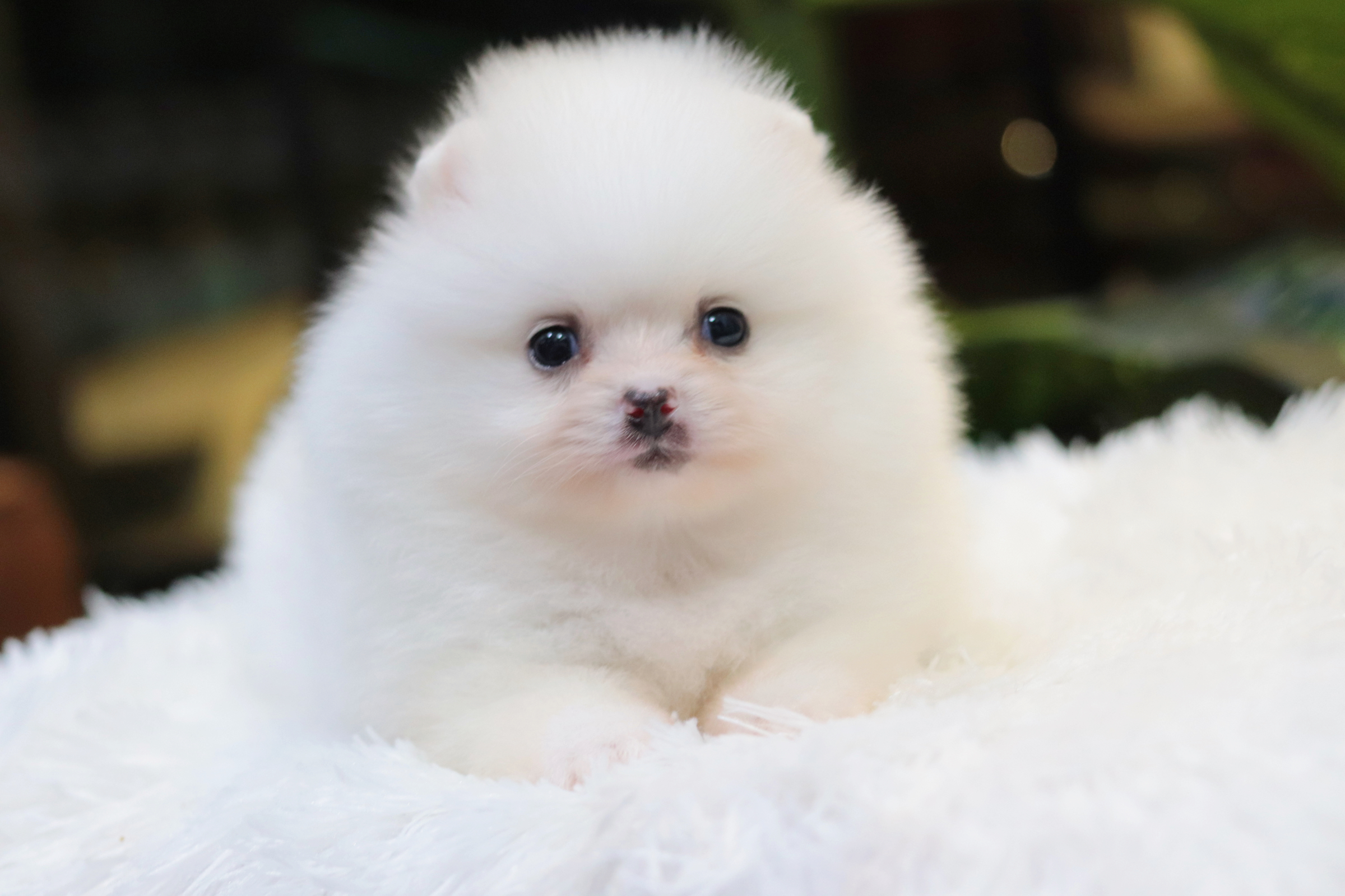 ปอมเมอเรเนียน เพศผู้ขาว หน้าตุ๊กตา