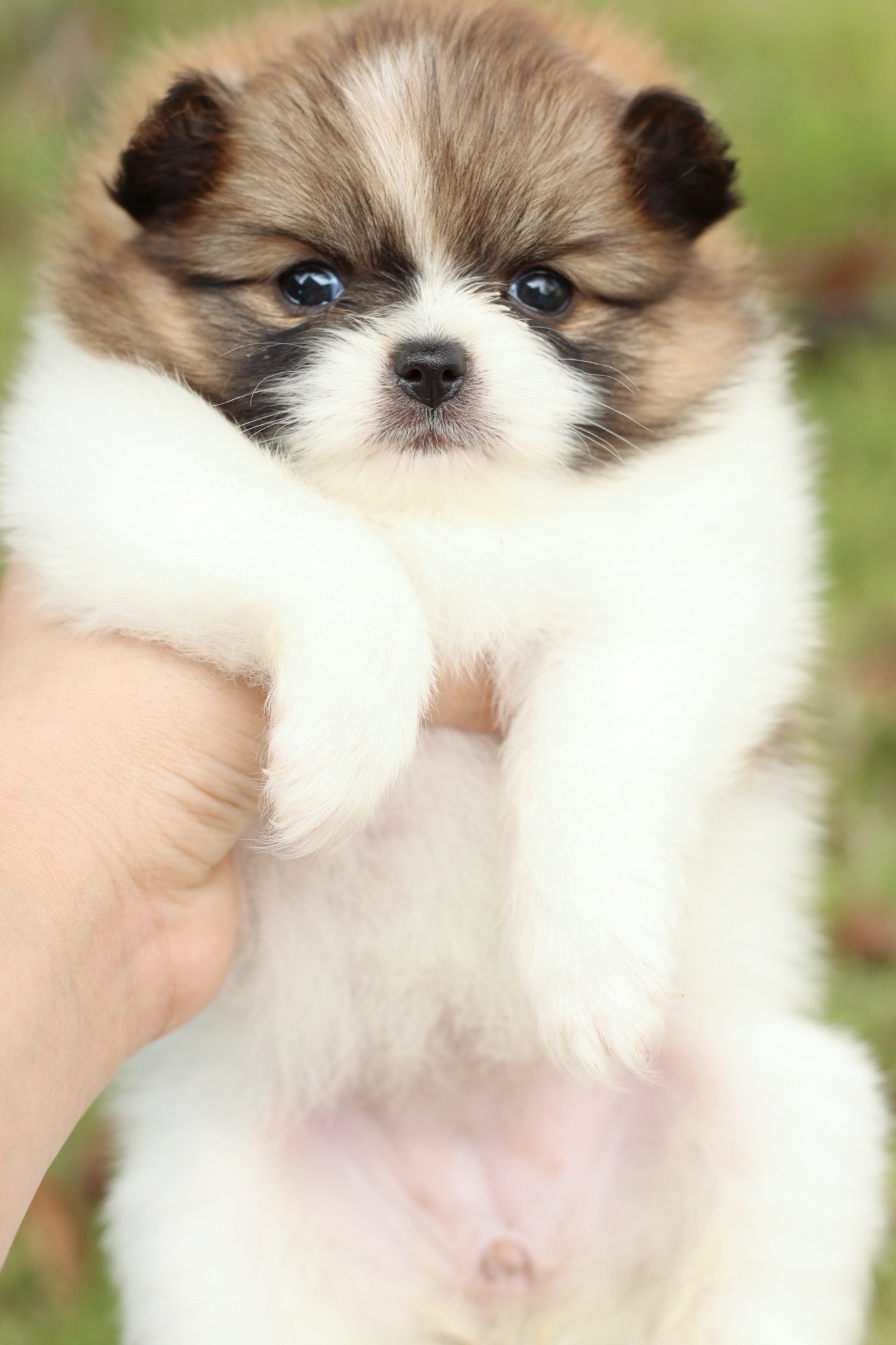 ปอมเมอเรเนียน เพศเมียสีแฟนซี