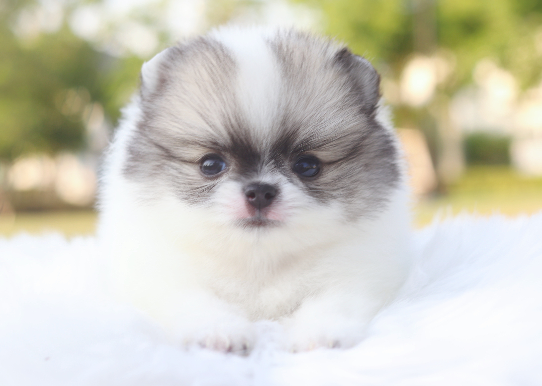 ปอมเมอเรเนียน เพศเมียสีแฟนซี