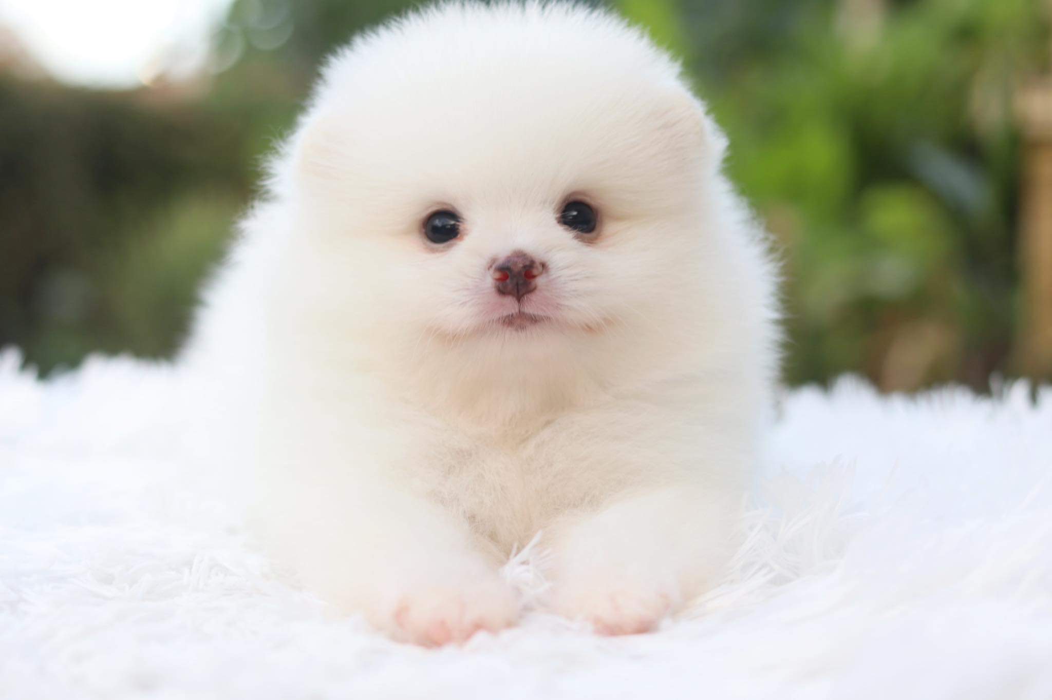 ปอมเมอเรเนียน เพศผู้ สีขาว