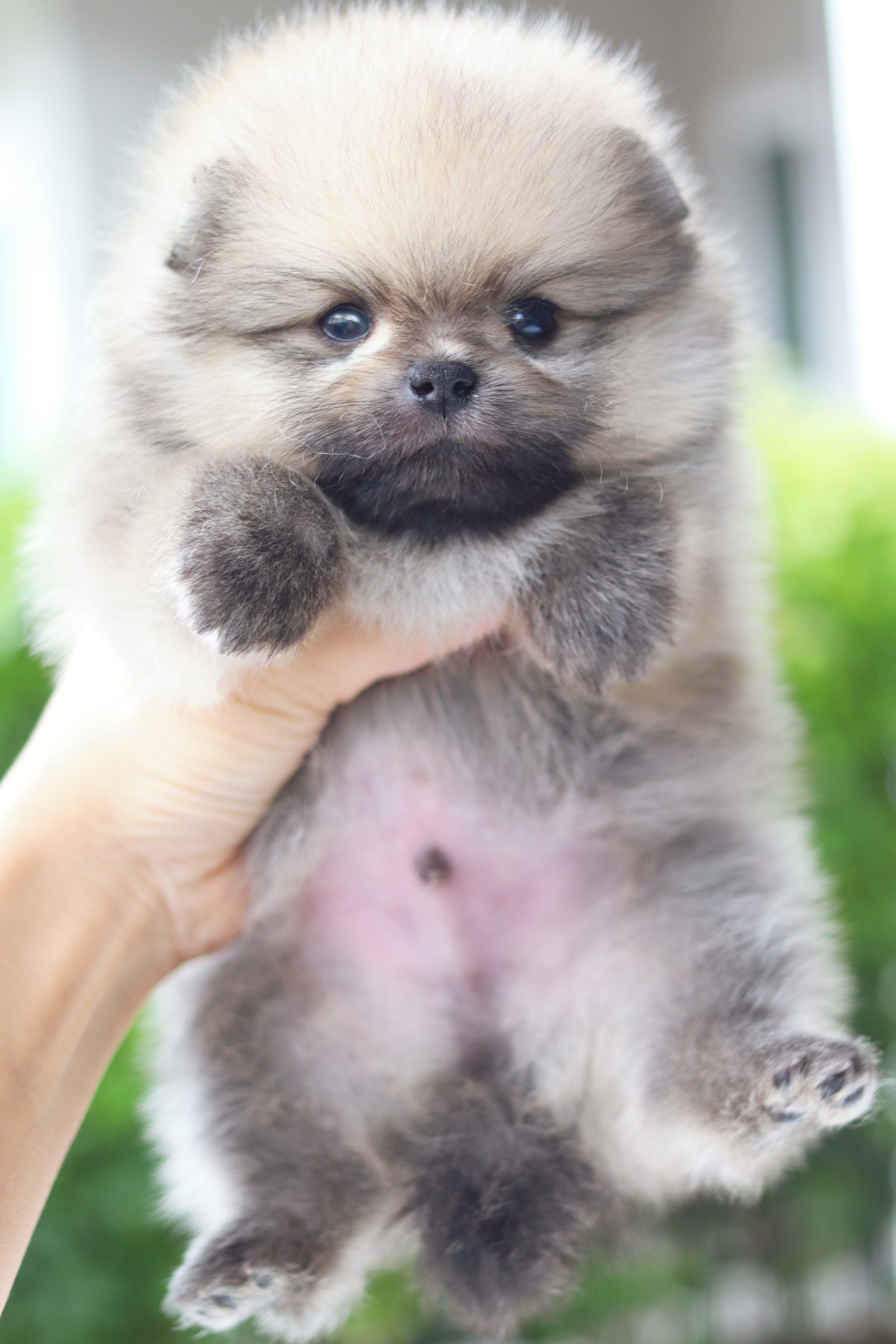 ปอมเมอเรเนียน เพศผู้สีส้ม