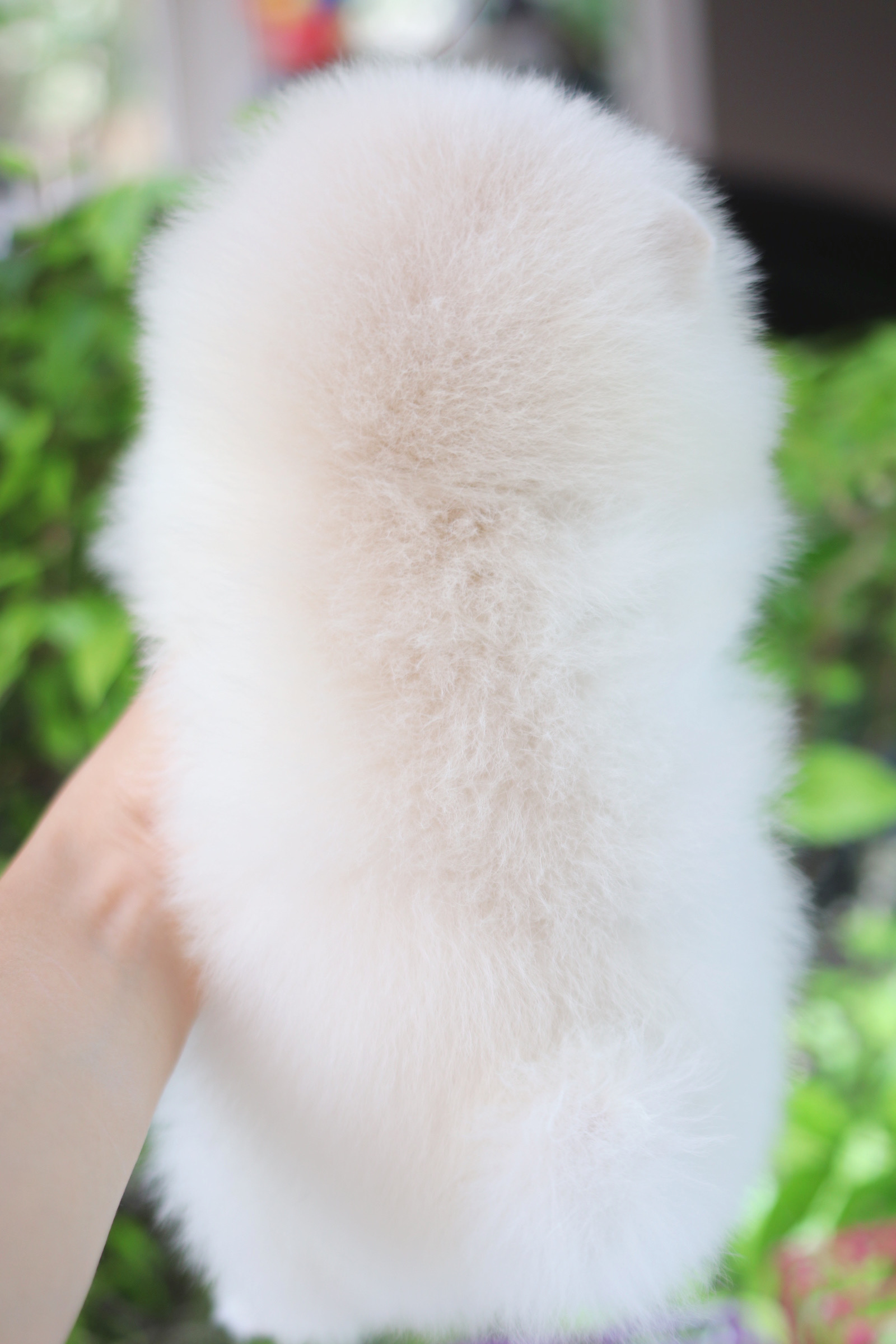 ปอมเมอเรเนียน เพศเมียสีขาวครีม เกรดโชว์