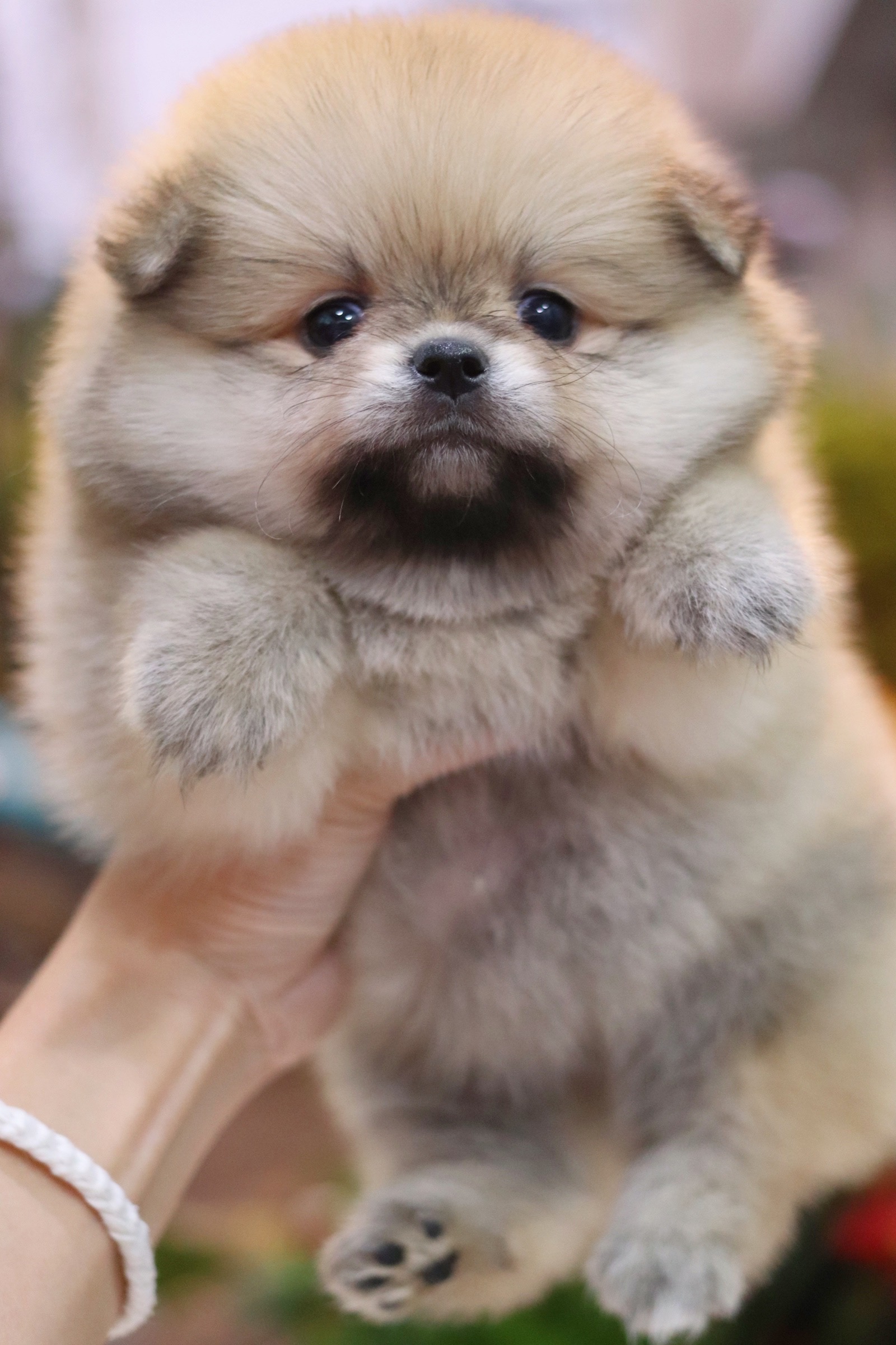 ปอมเมอเรเนียน เพศเมียสีส้ม