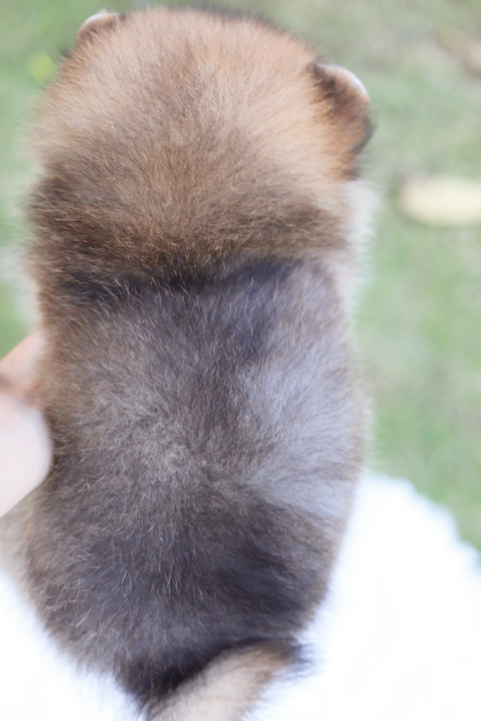 ปอมเมอเรเนียน เพศผู้ สีส้ม