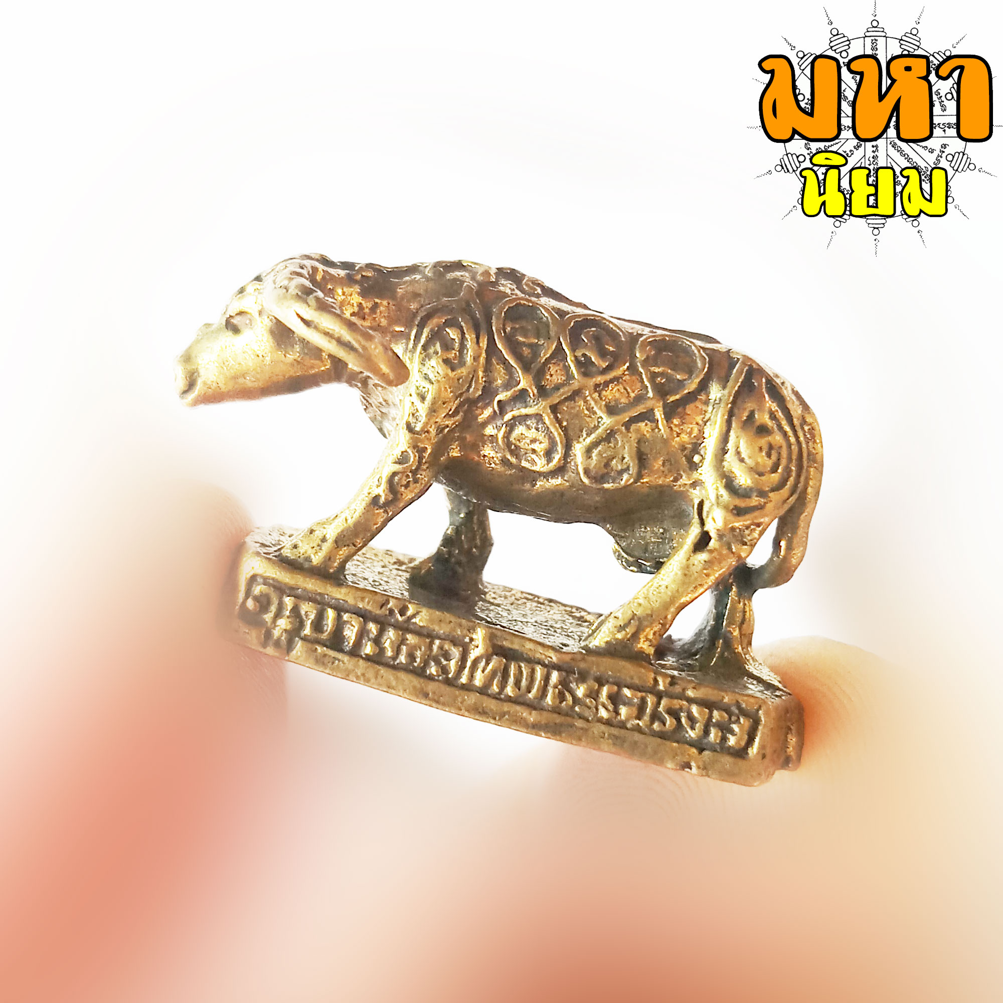 ควายธนู ครูบาน้อย เทพธรรมรังษี วัดถ้ำมังกรทอง จ.นครราชสีมา