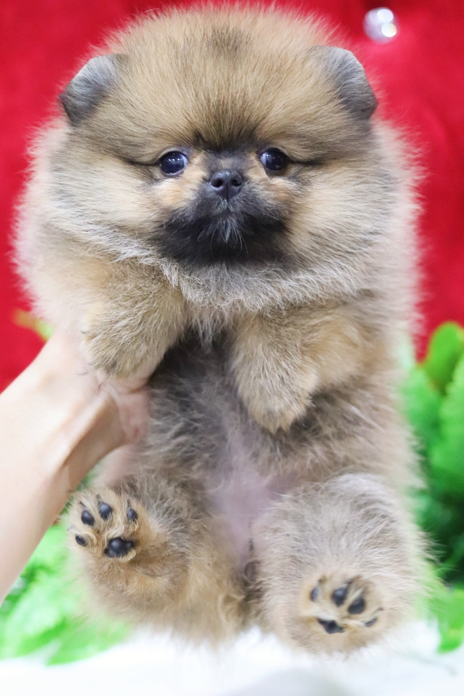 ปอมเมอเรเนียน เพศเมียสีส้ม