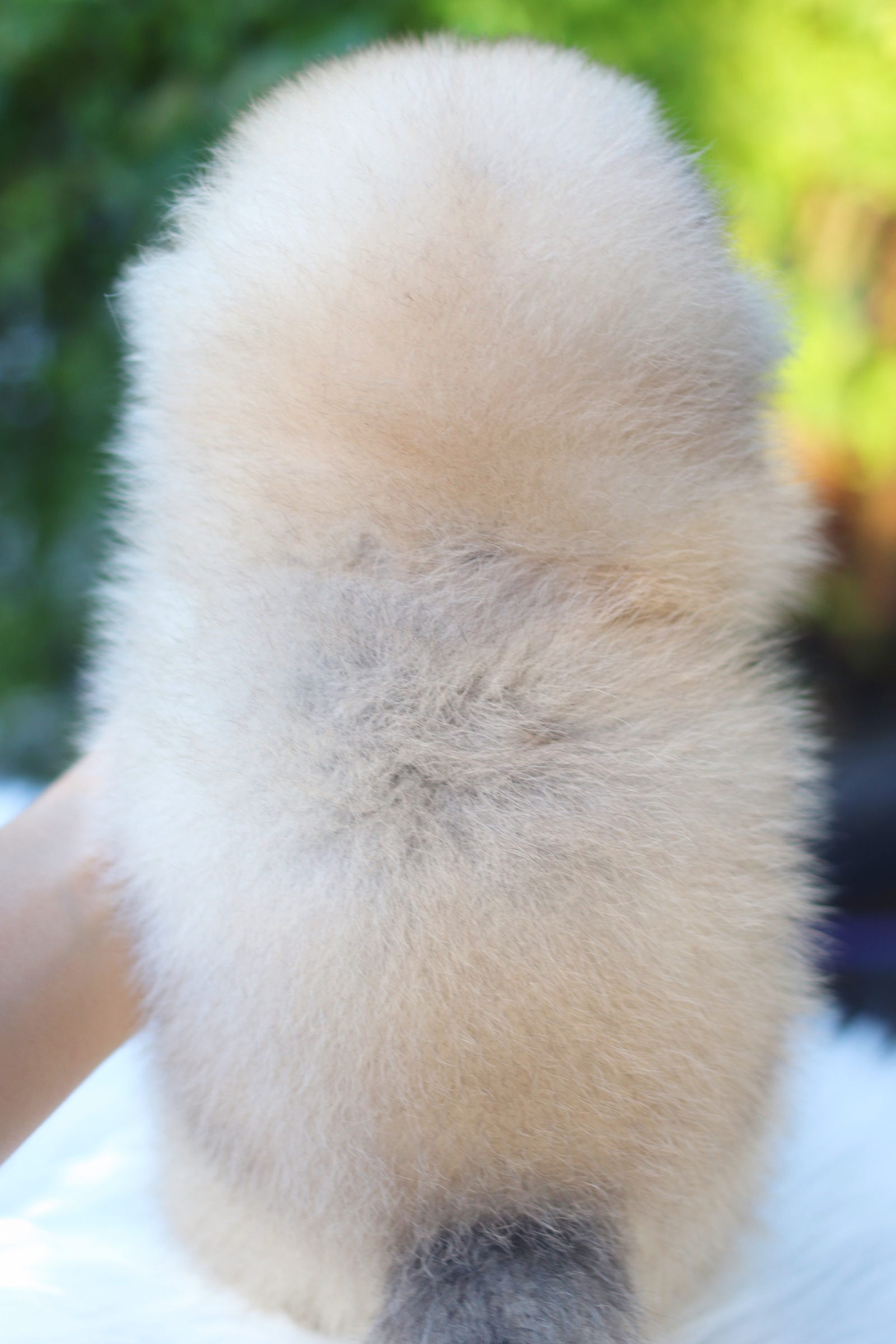 ปอมเมอเรเนียน เพศเมียสีส้มเกรดโชว์