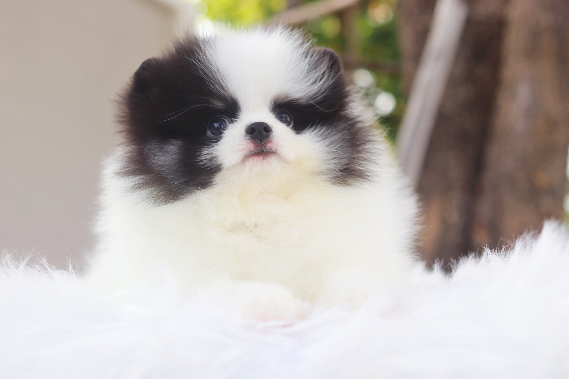 ปอมเมอเรเนียน เพศผู้ สีแฟนซี ขนแน่นๆ