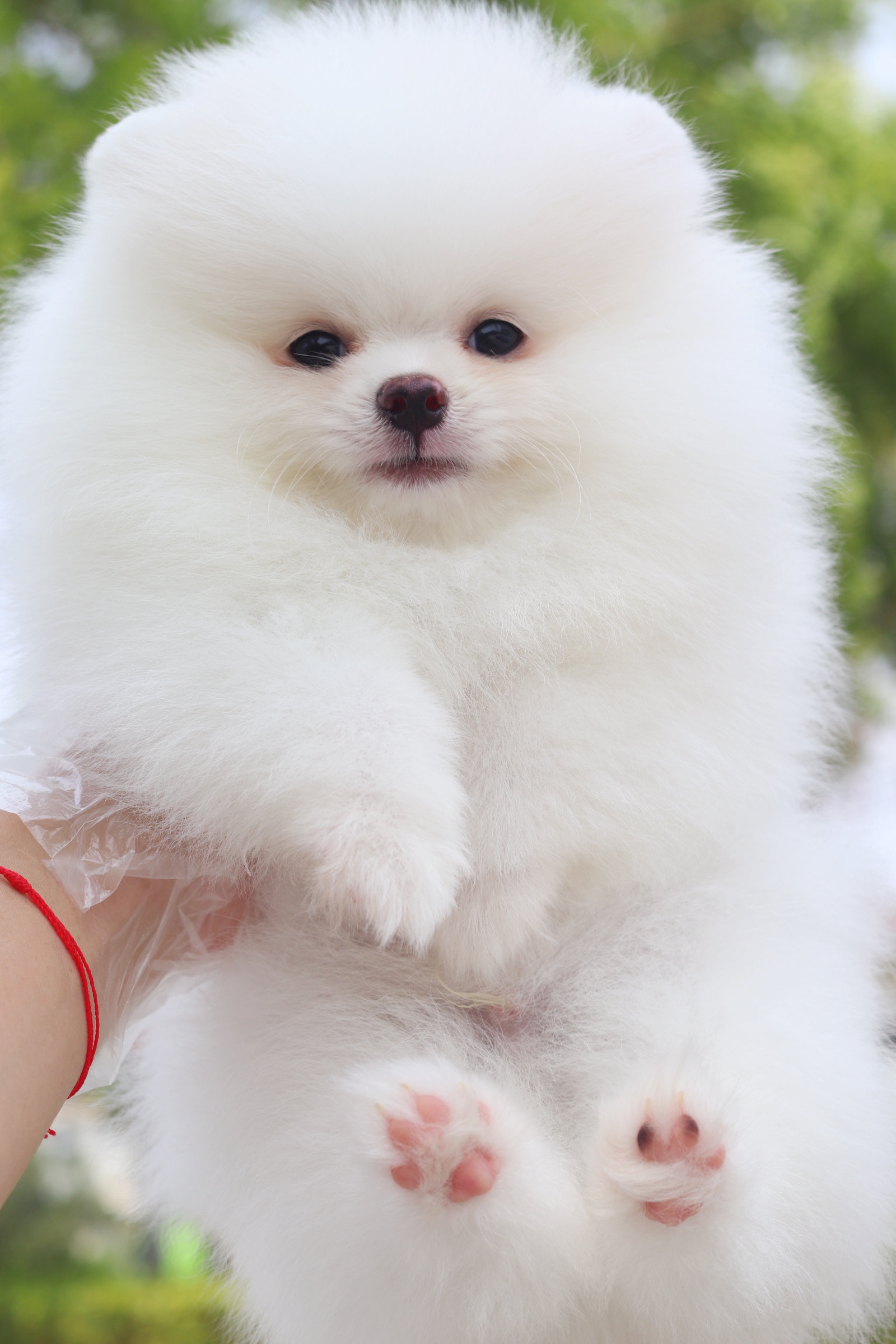 ปอมเมอเรเนียน เพศผู้สีขาวครีม เกรดโชว์