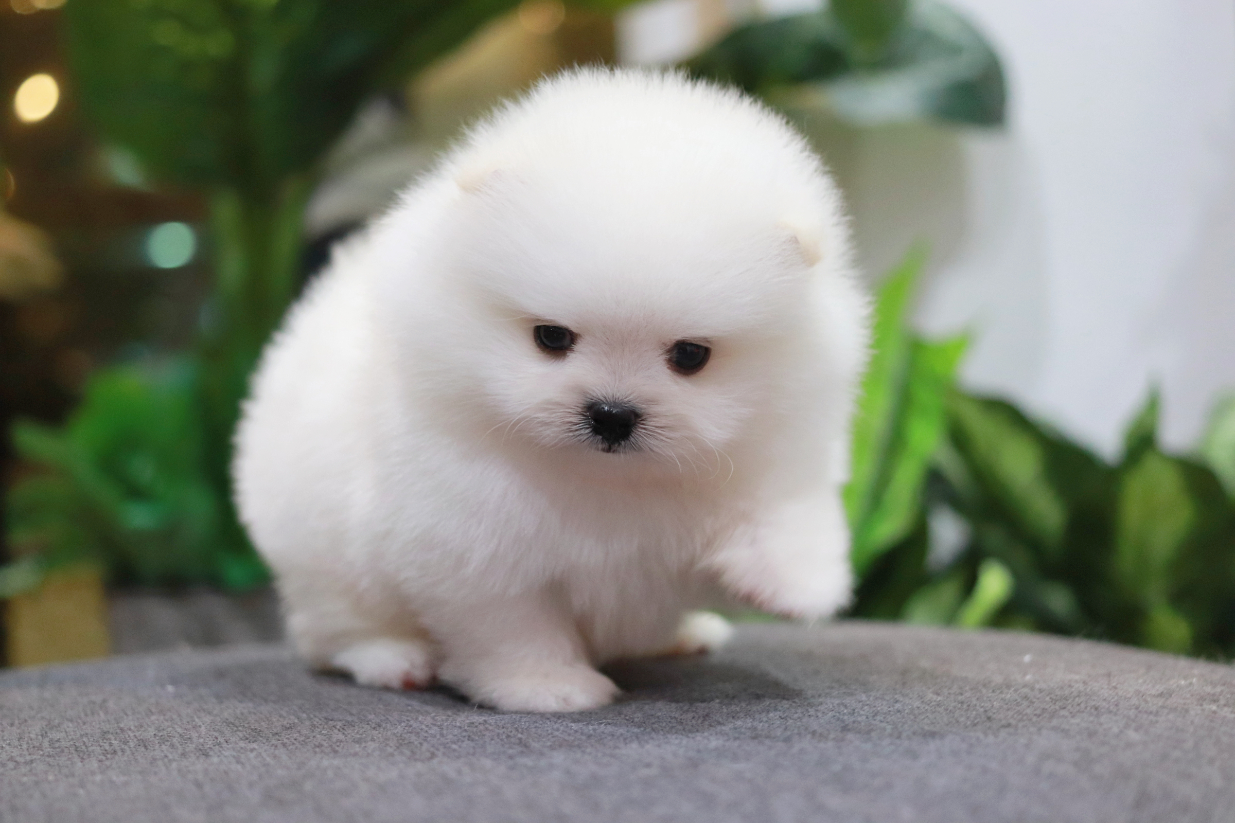 ปอมเมอเรเนียน เพศผู้