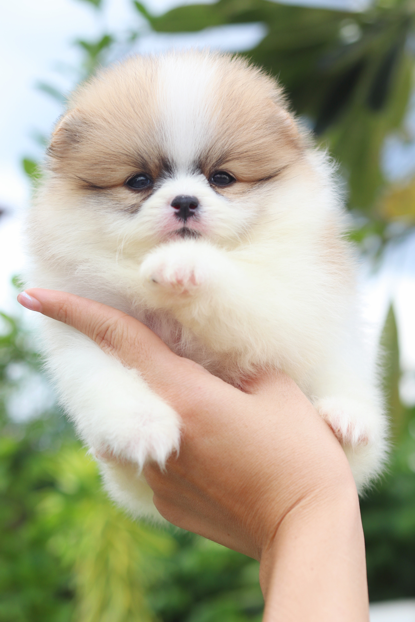 ปอมเมอเรเนียน เพศผู้แฟนซีเกรดโชว์