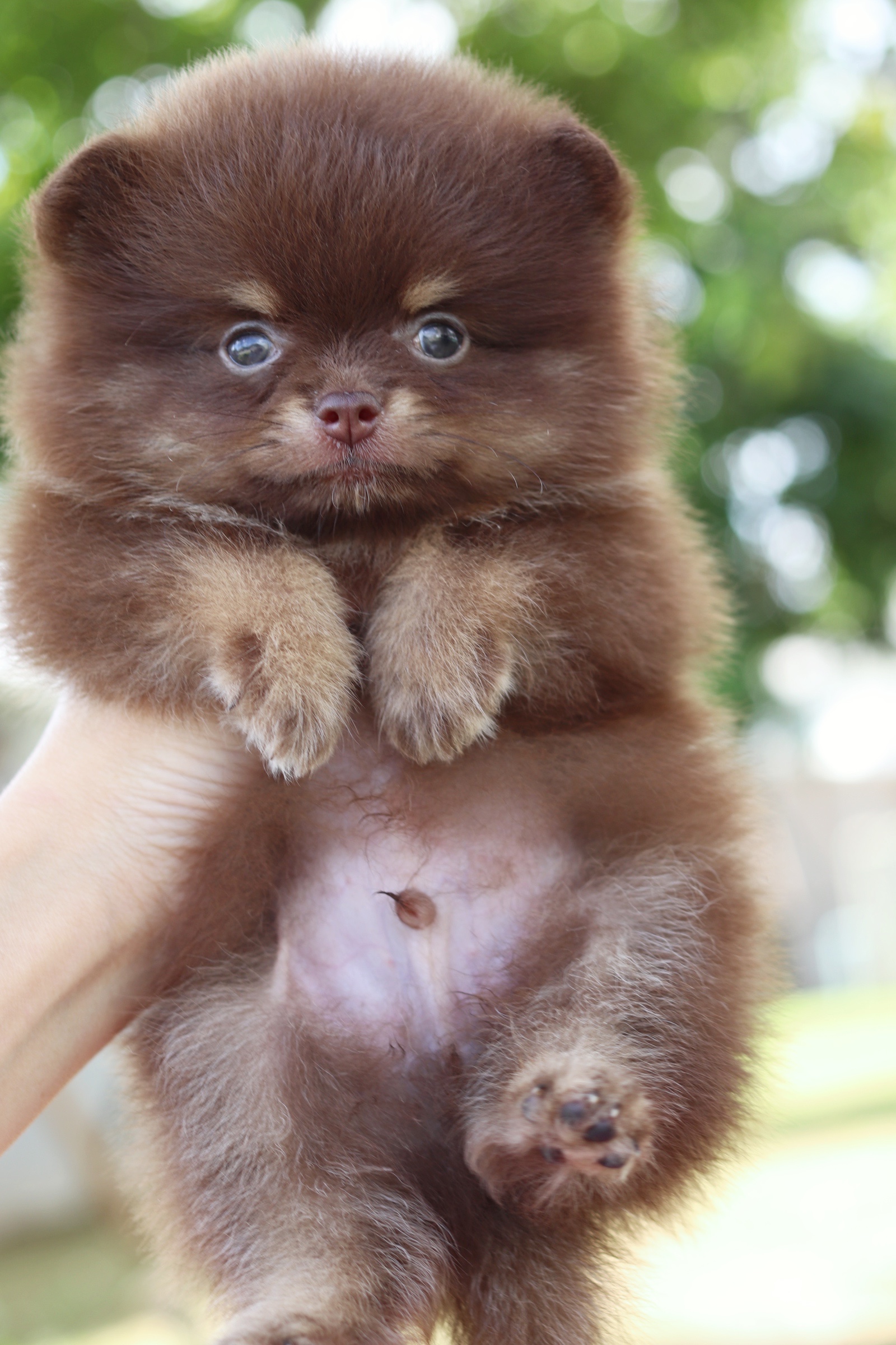 ปอมเมอเรเนียน เพศผู้ สีช็อคแทน