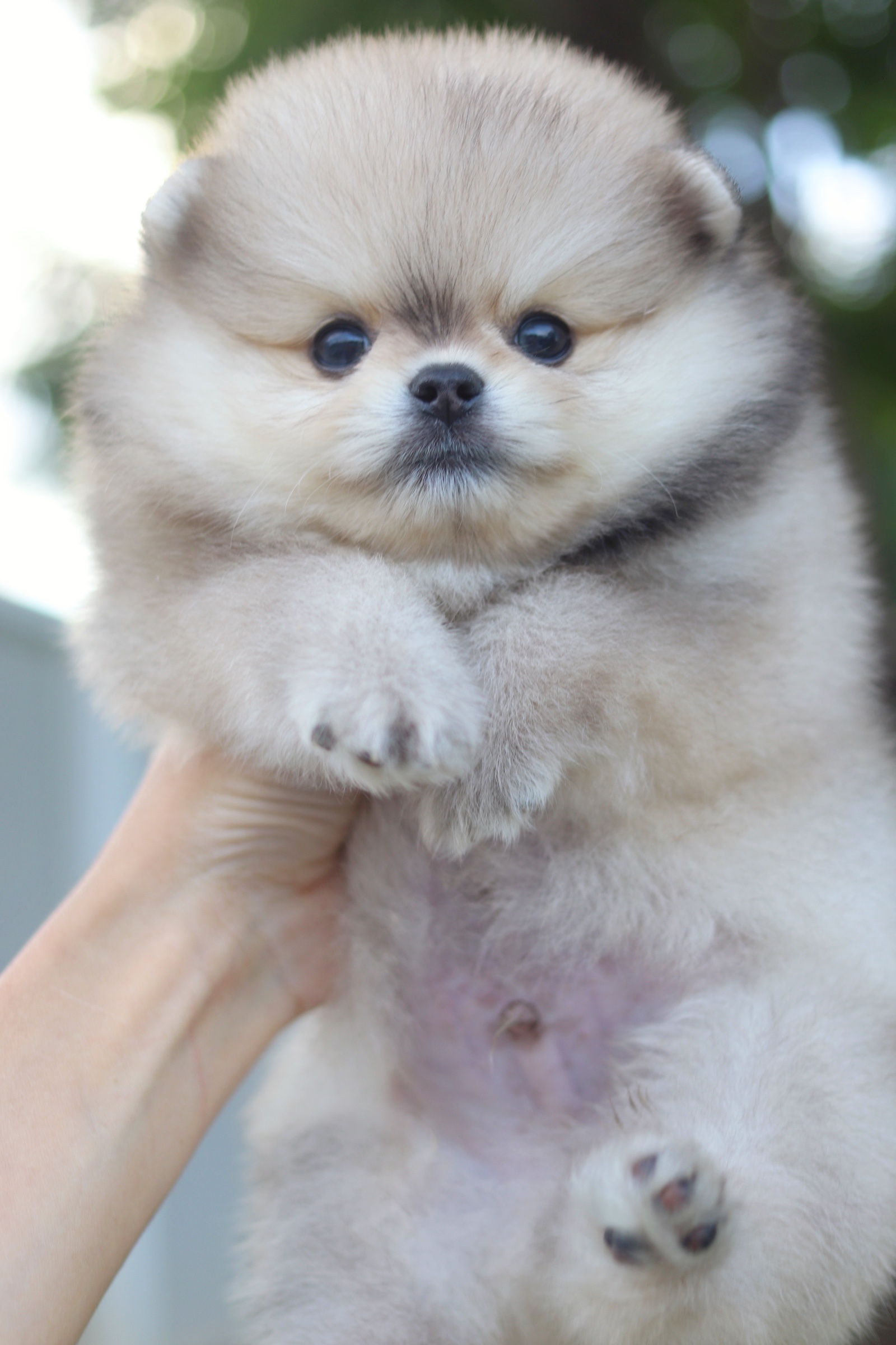 ปอมเมอเรเนียน เพศผู้ สีส้ม