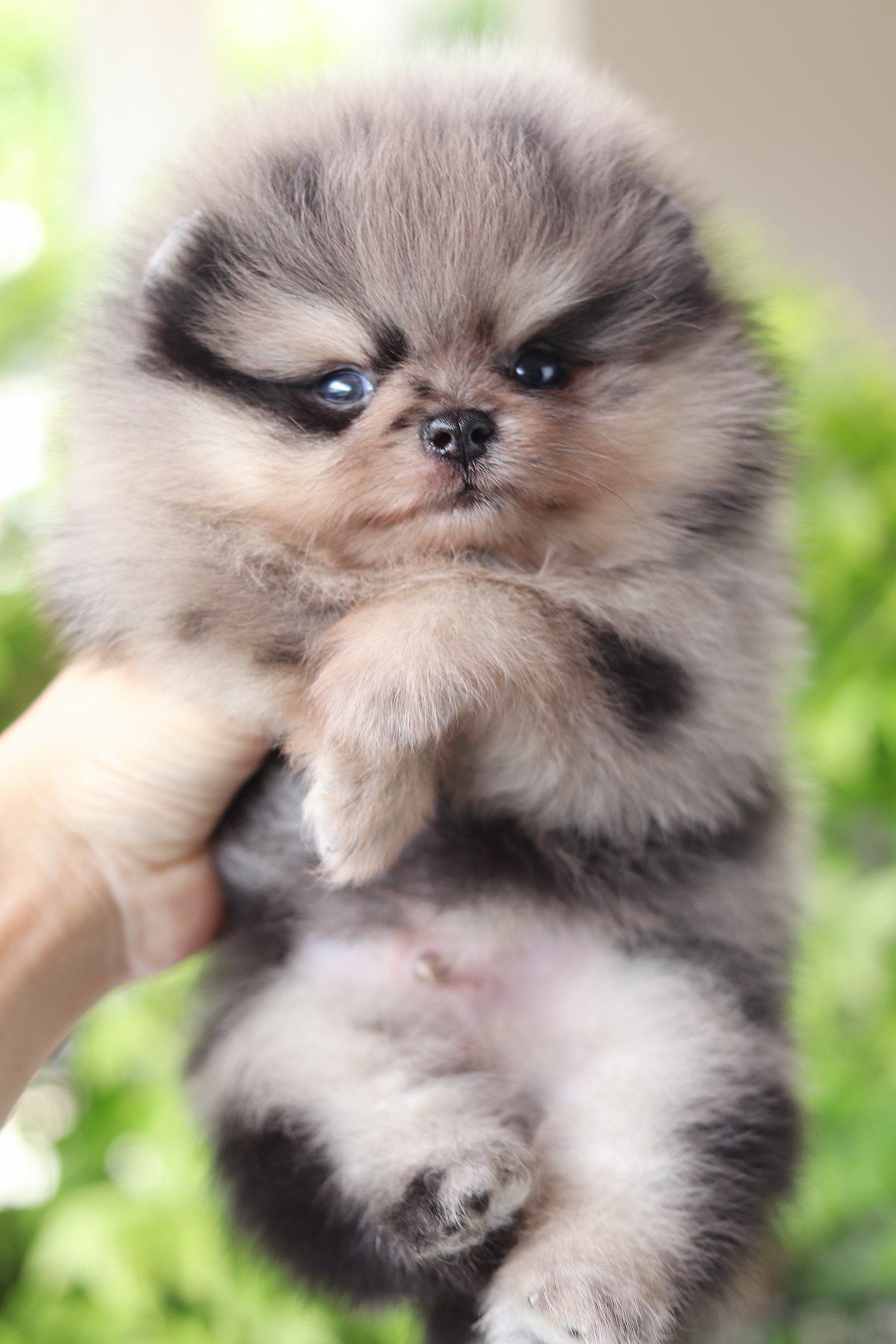 ปอมเมอเรเนียน เพศผู้ สีเมอร์เร่