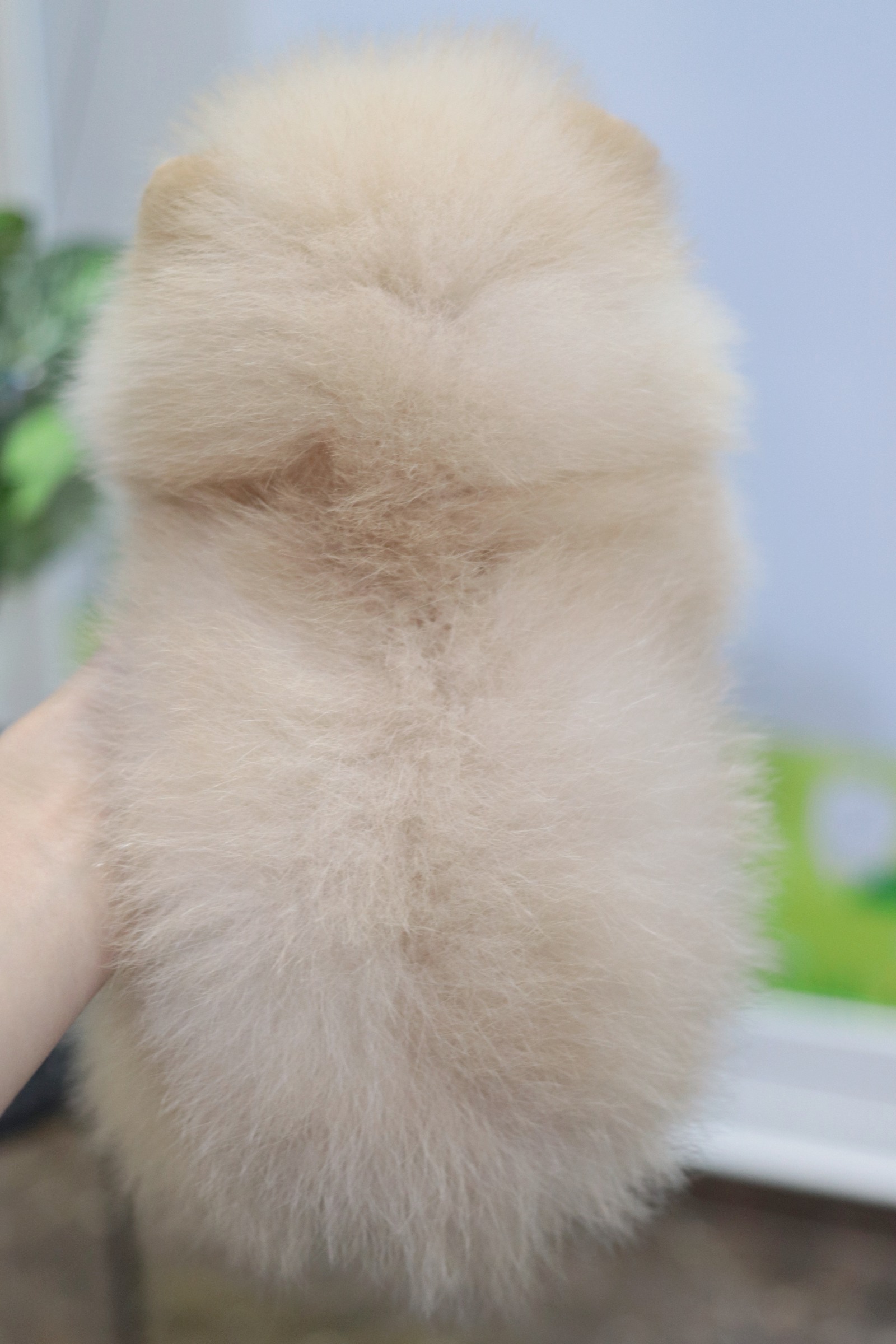 ปอมเมอเรเนียน เพศผู้ สีครีม ไซส์ทีคัพ