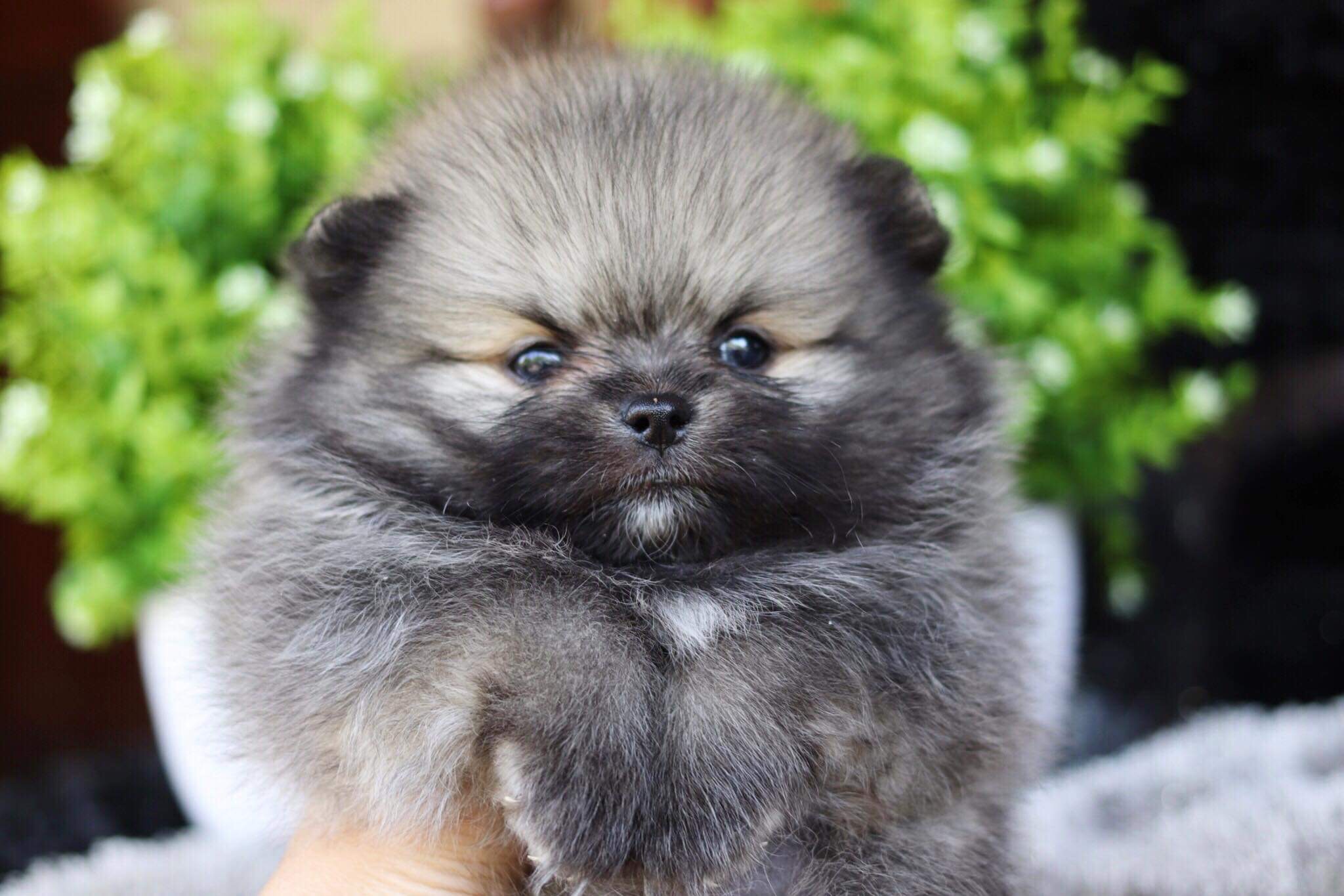 ปอมเมอเรเนียน เพศผู้