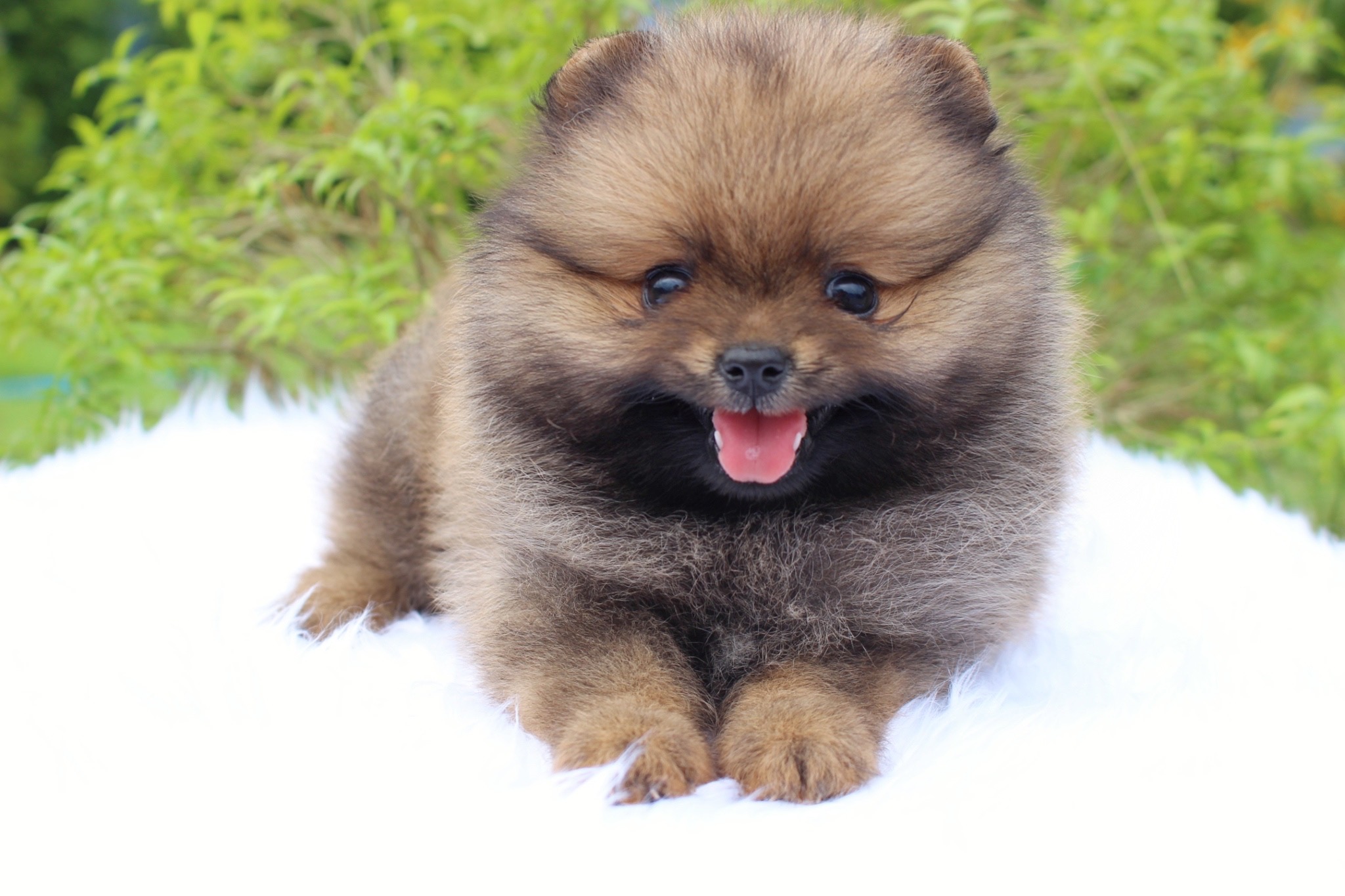 ปอมเมอเรเนียน เพศเมีย สีส้ม