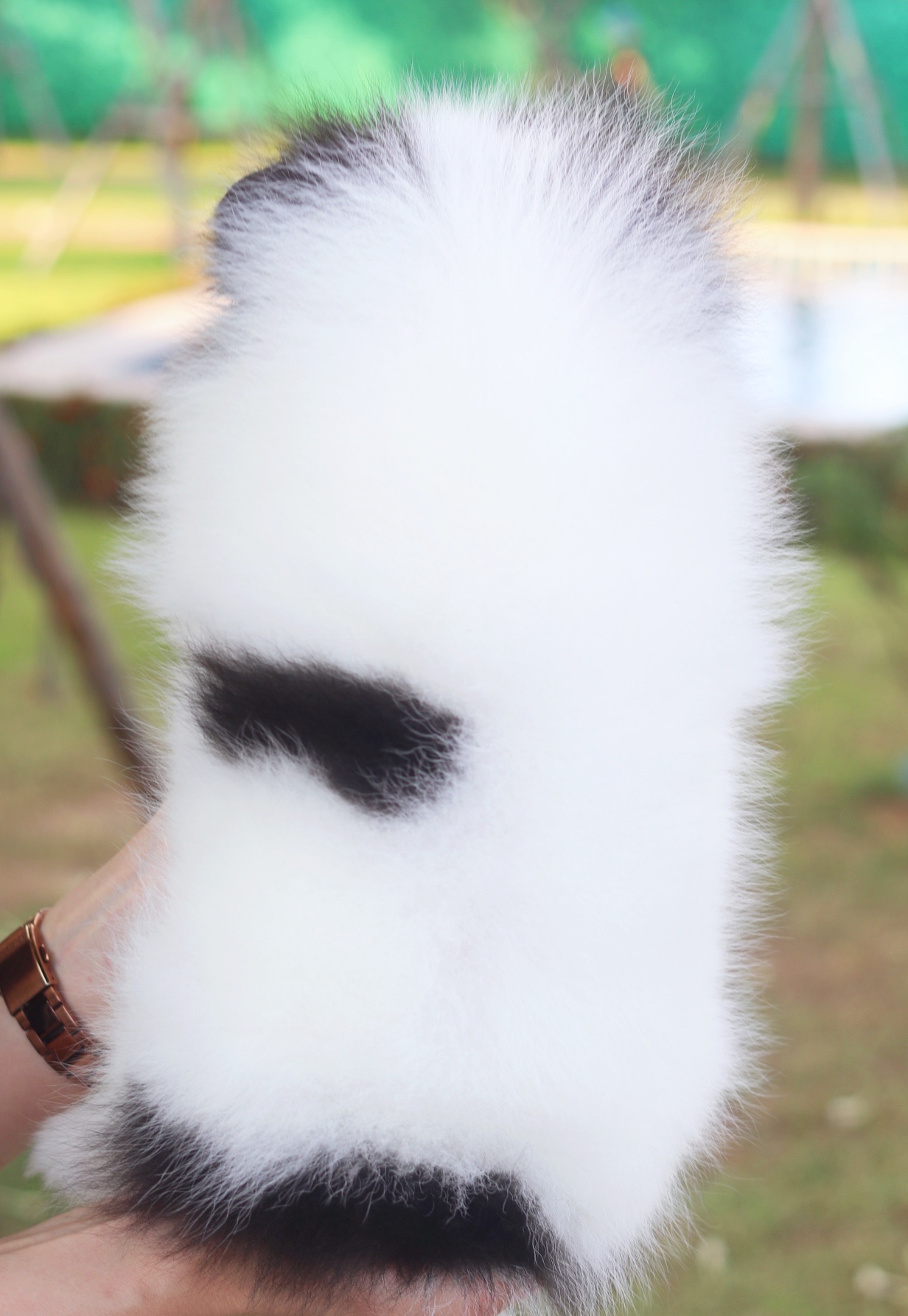 ปอมเมอเรเนียน เพศผู้ สีแฟนซี ขนแน่นๆ