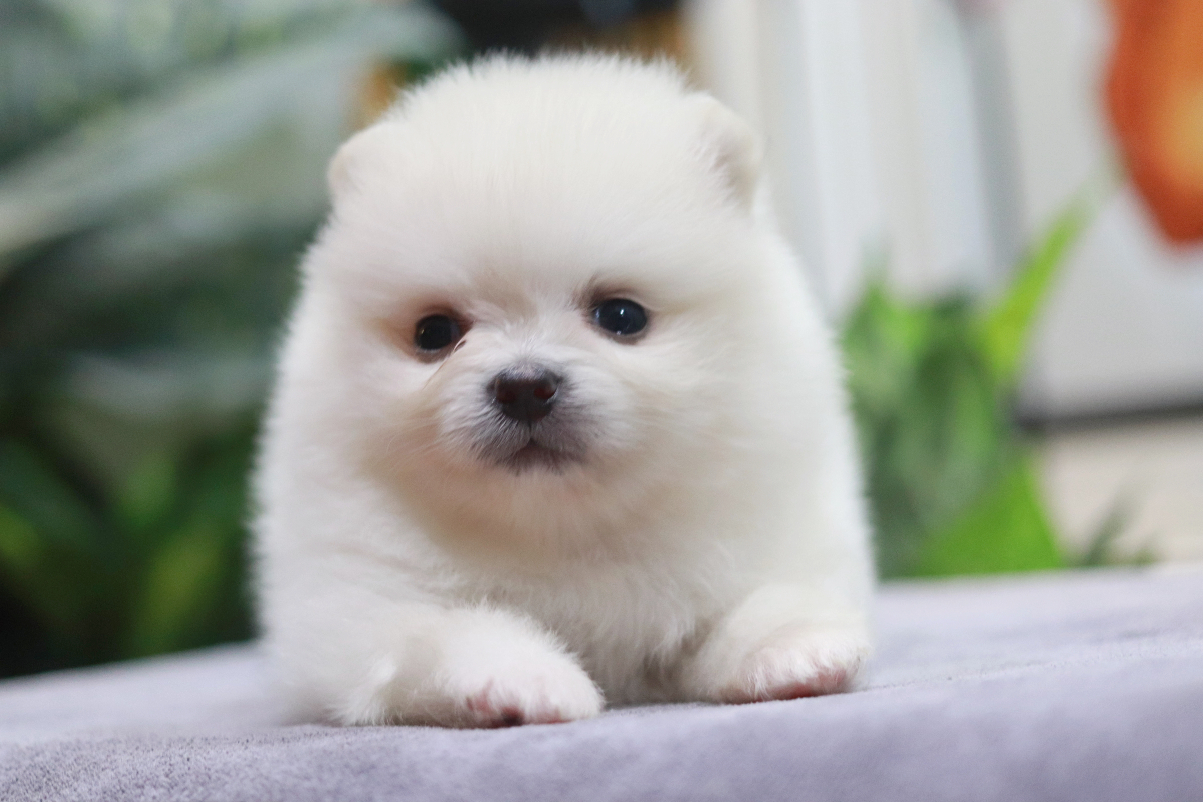 ปอมเมอเรเนียน เพศเมีย