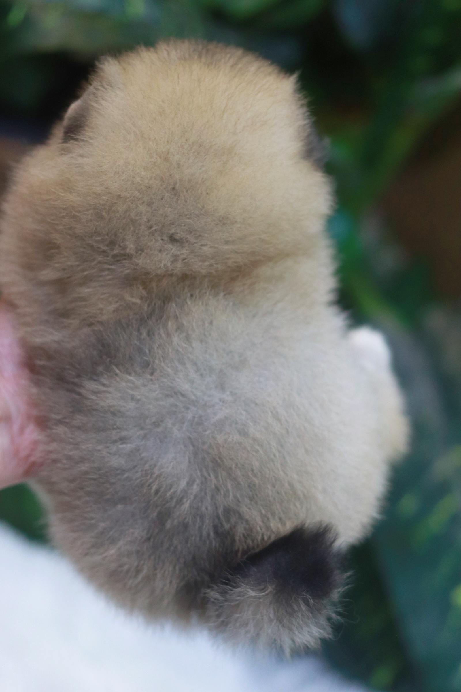 ปอมเมอเรเนียน เพศเมียสีส้มหน้าตุ๊กตา