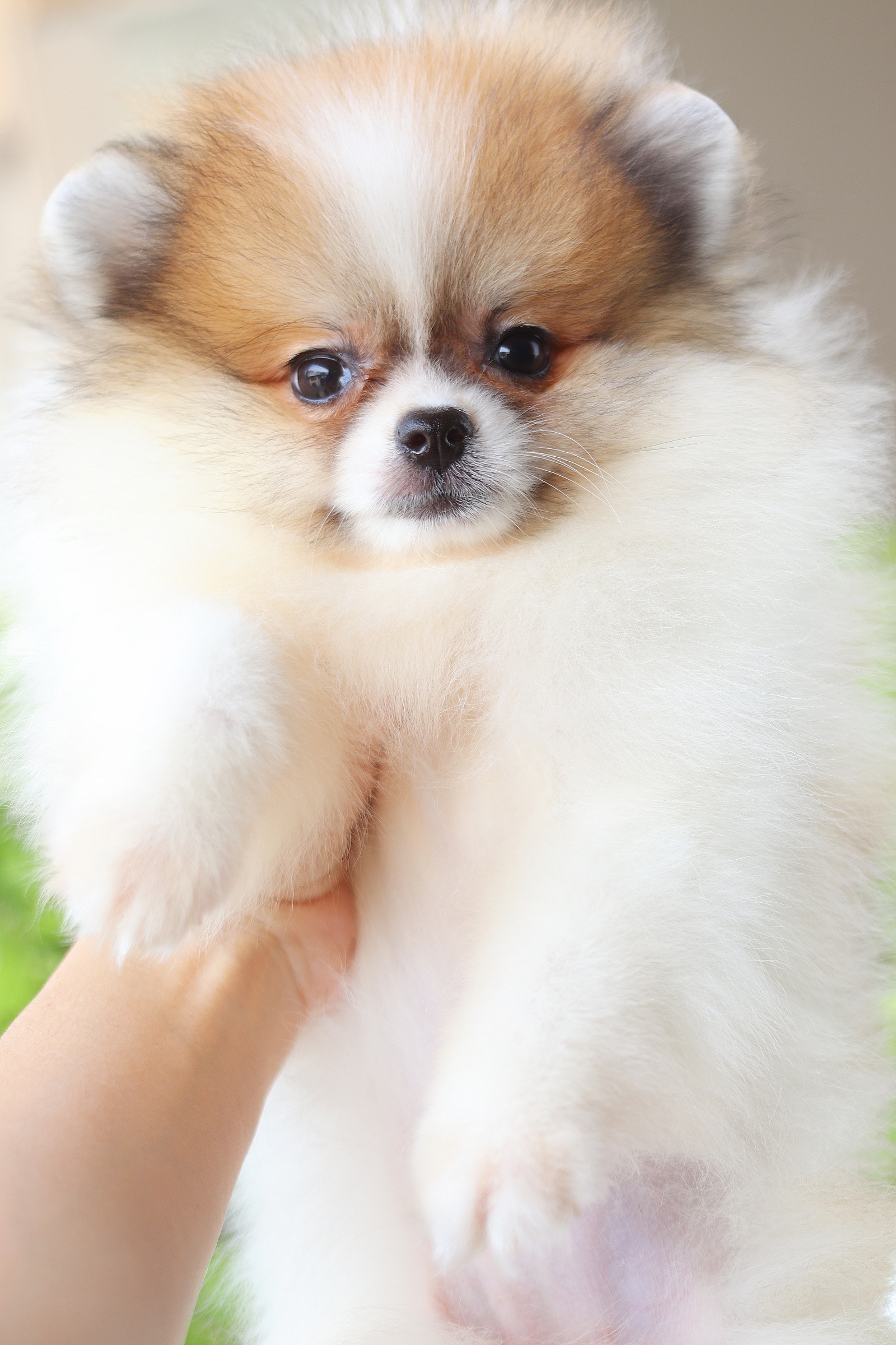 ปอมเมอเรเนียน เพศเมียสีแฟนซี