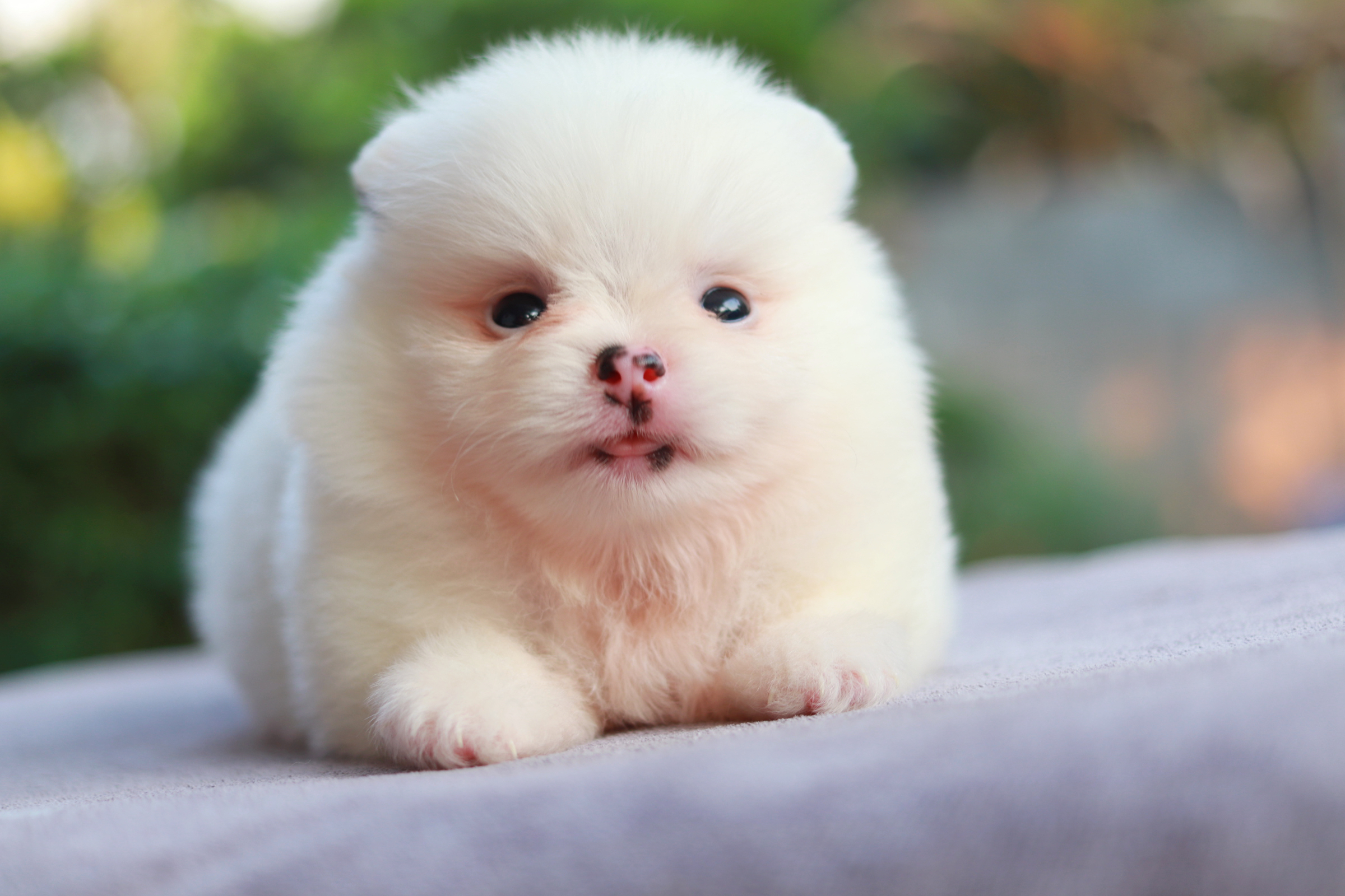 ปอมเมอเรเนียน เพศเมีย