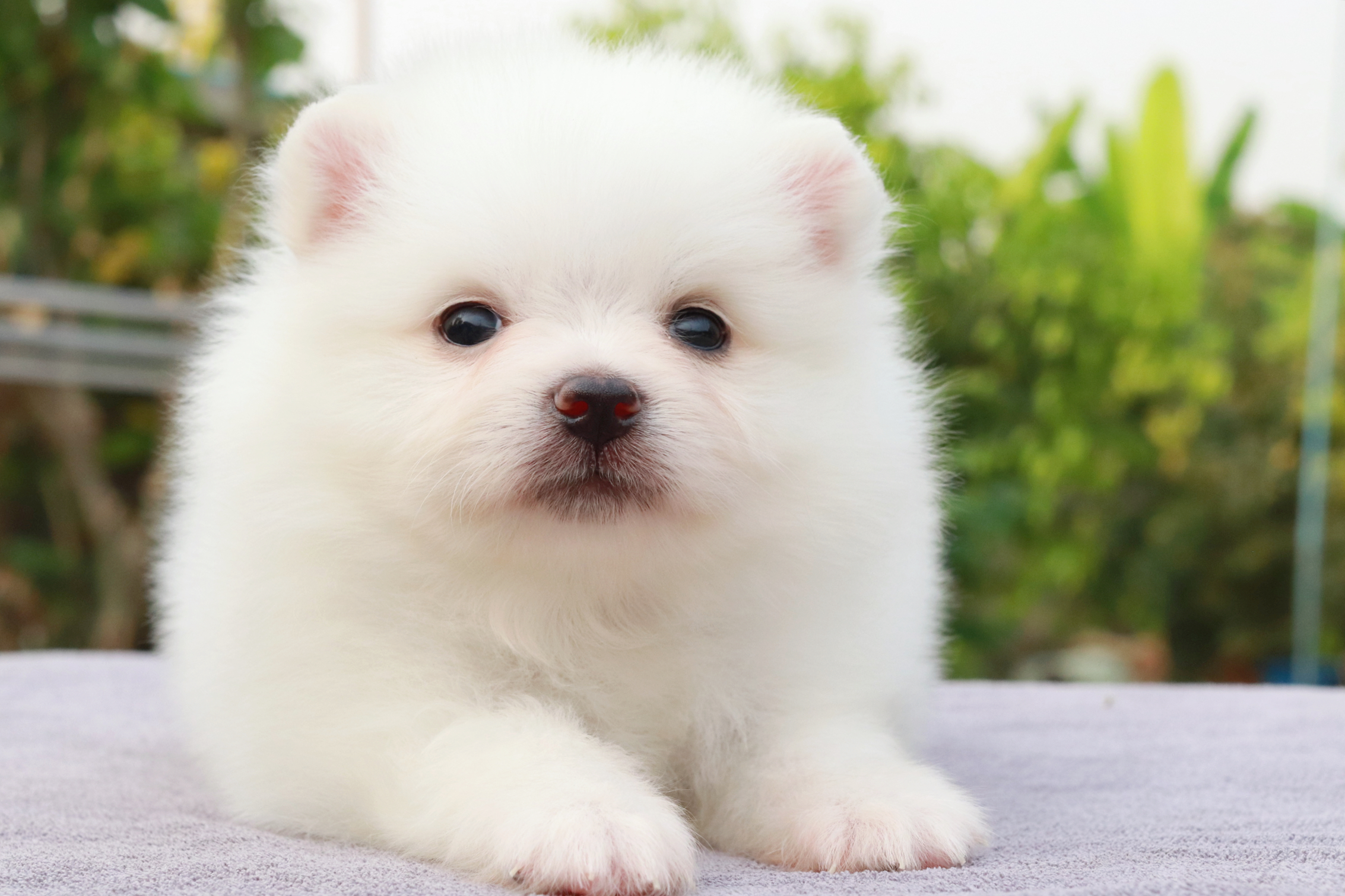 ปอมเมอเรเนียน เพศเมีย