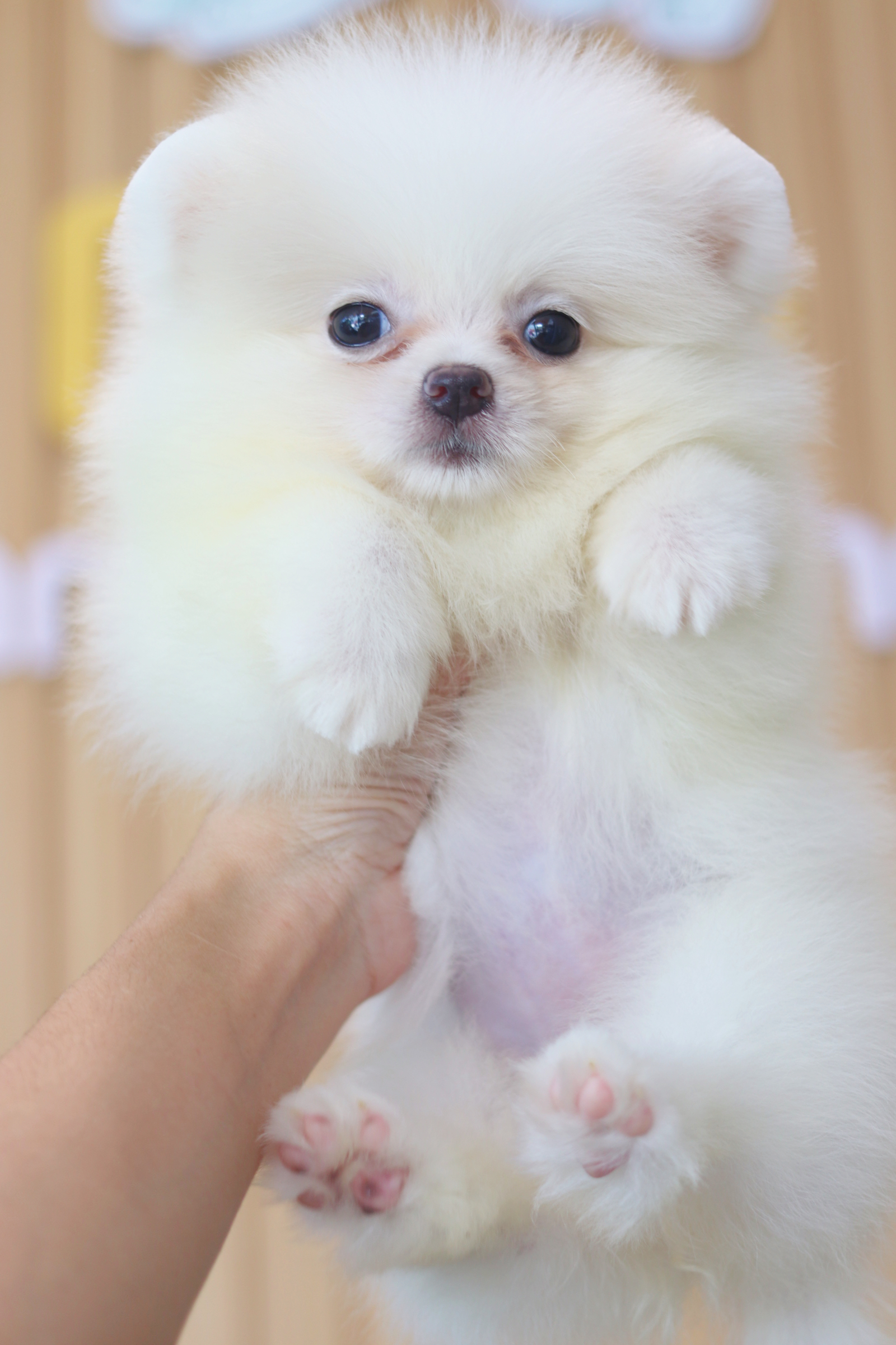 ปอมเมอเรเนียน เพศเมียสีขาวครีม