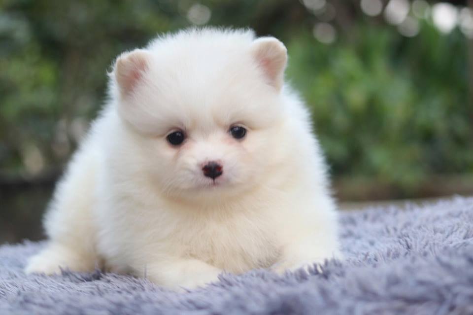 ปอมเมอเรเนียน เพศเมีย