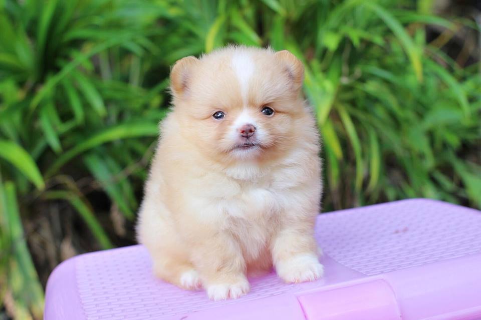 ปอมเมอเรเนียน เพศเมีย สีครีม