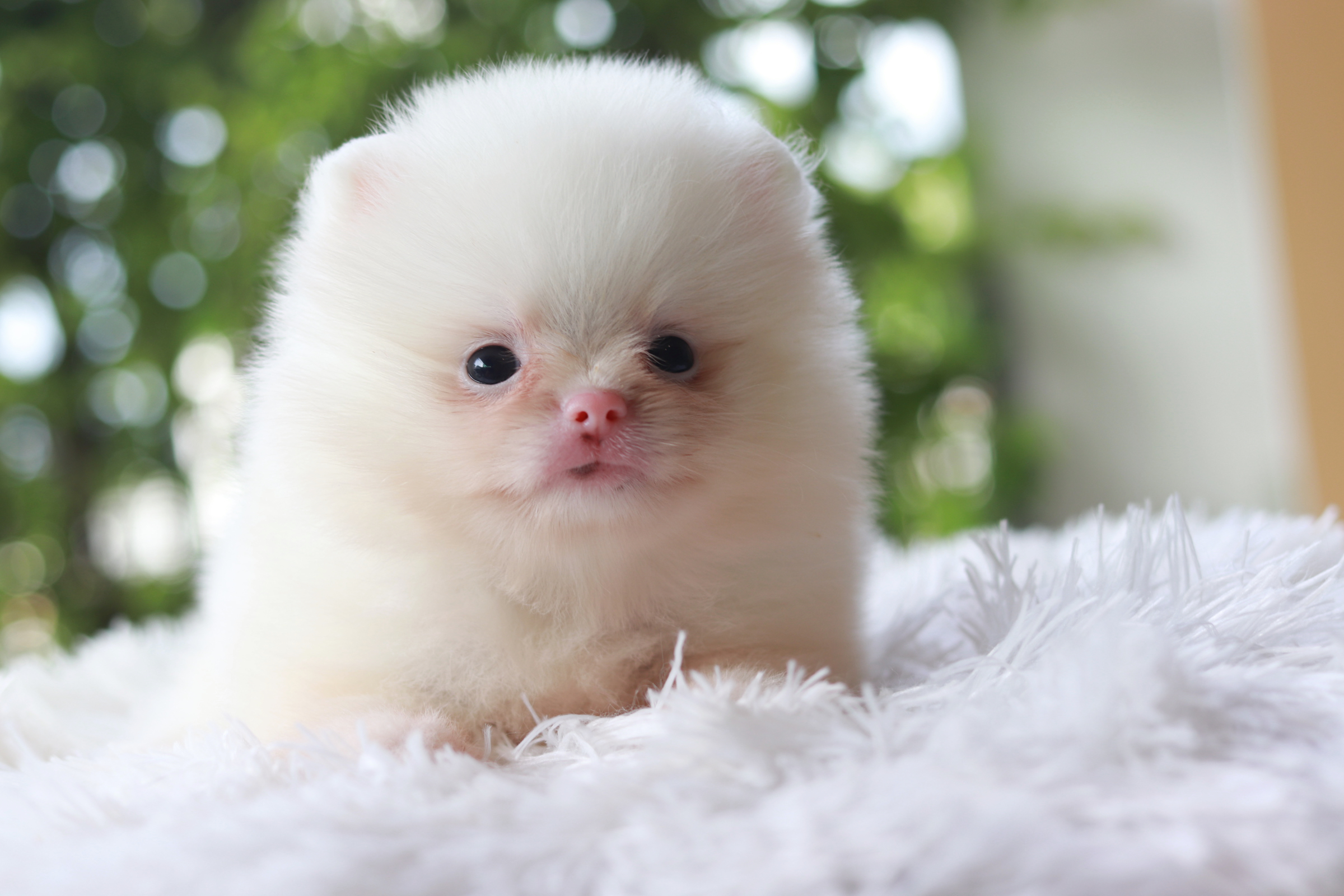 ปอมเมอเรเนียน เพศเมีย สีขาวสำลี หน้าตุ๊กตา