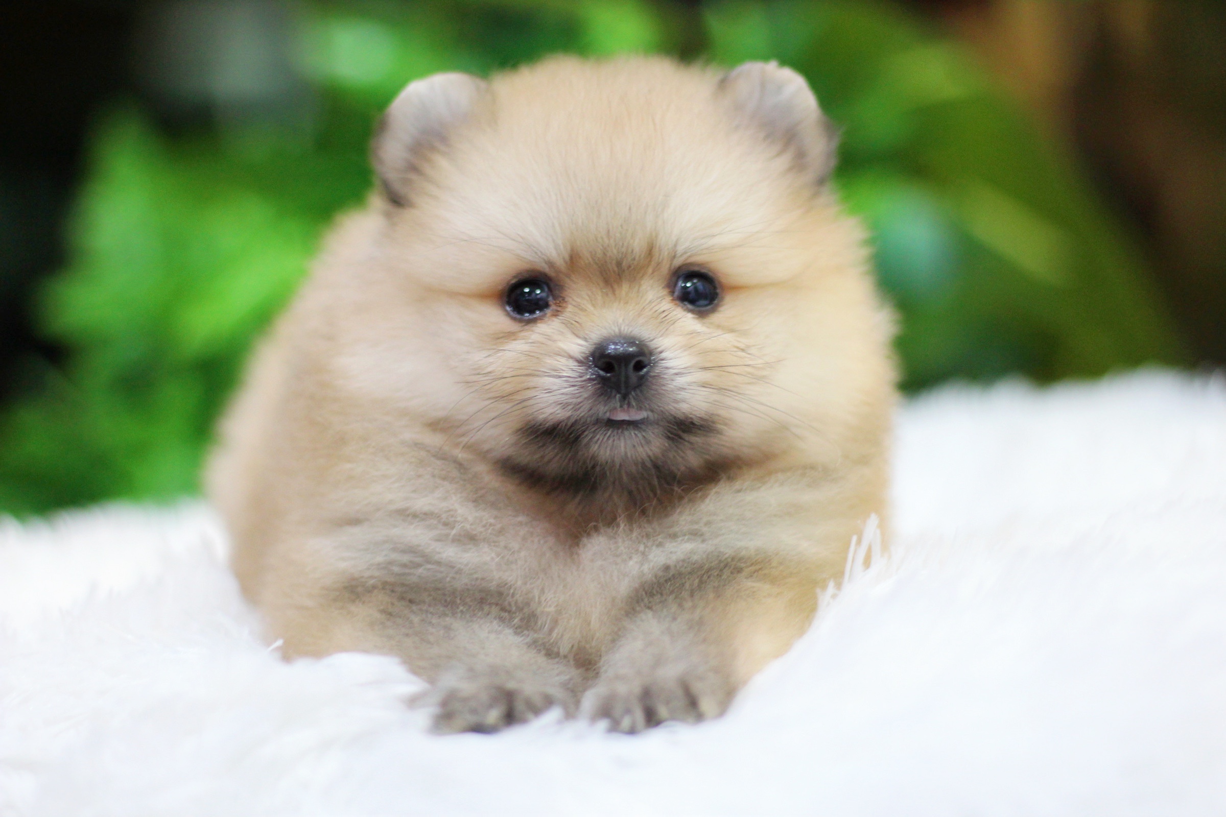 ปอมเมอเรเนียน เพศเมียสีส้ม