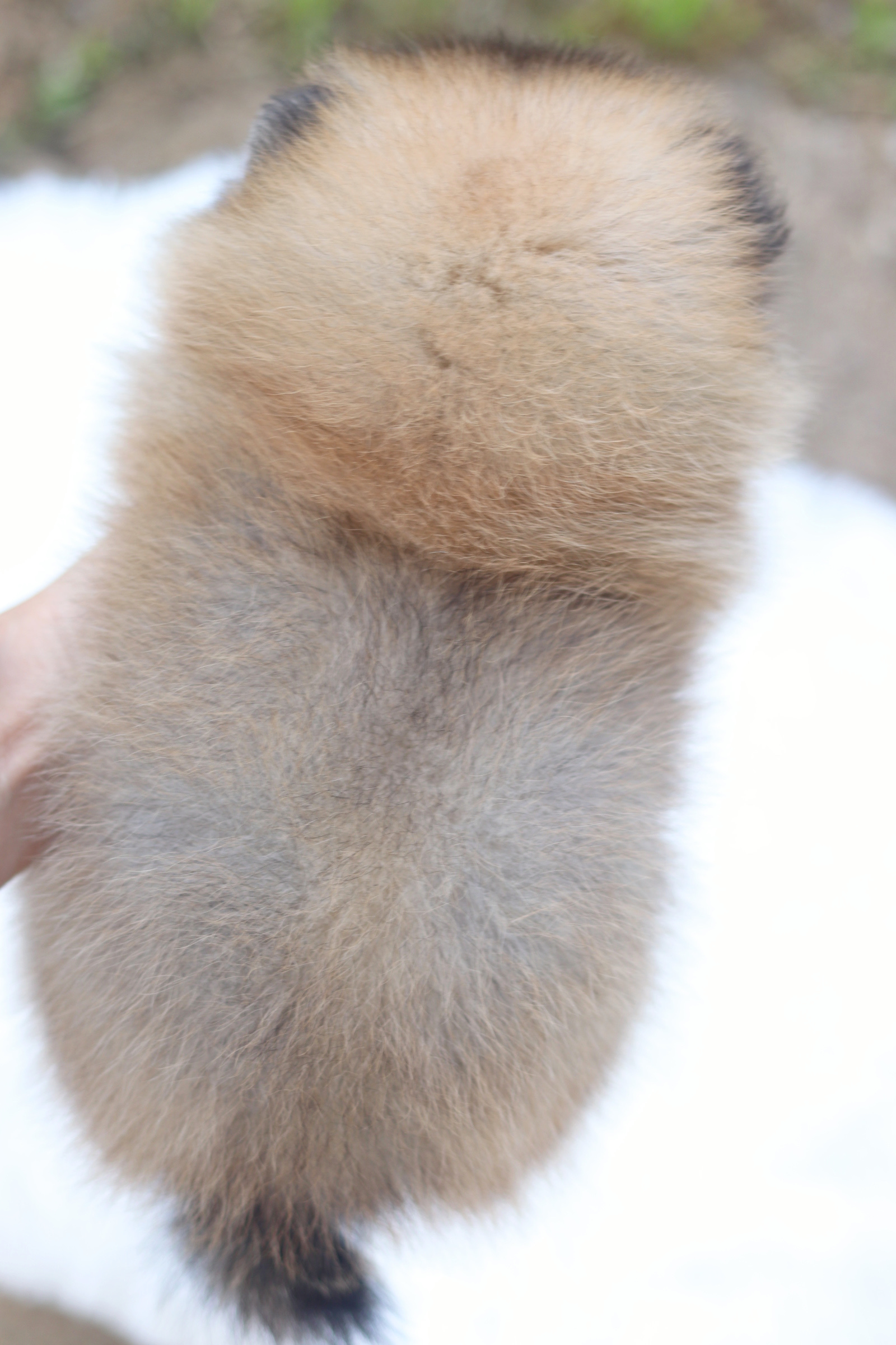 ปอมเมอเรเนียน เพศผู้สีส้ม