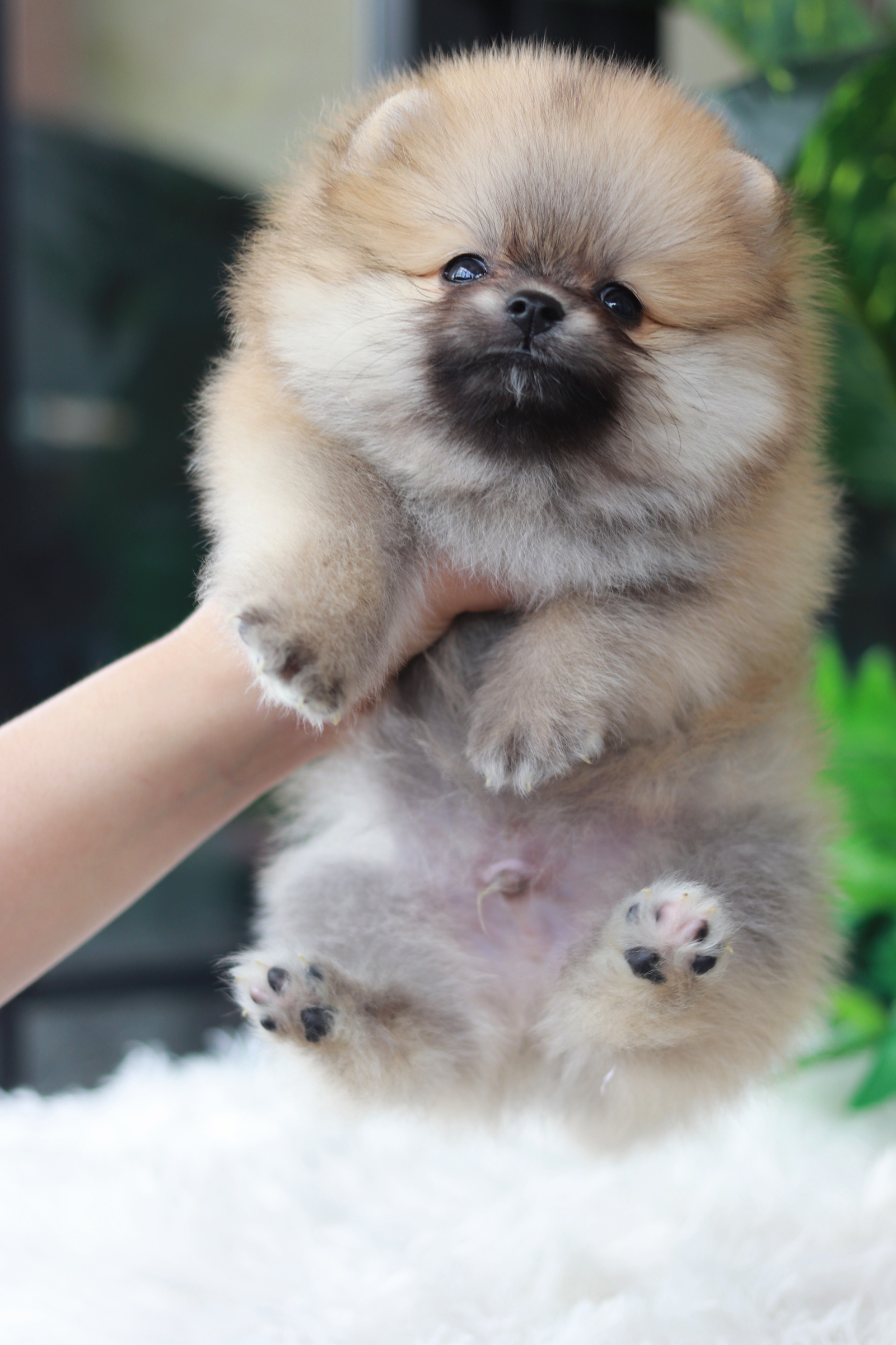 ปอมเมอเรเนียน เพศผู้ สีส้ม