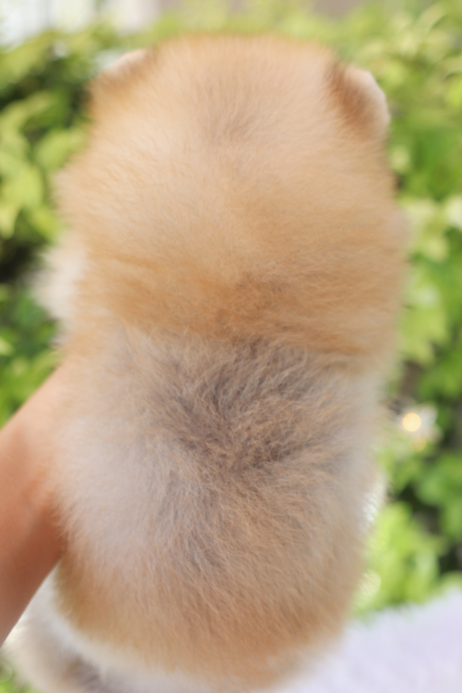 ปอมเมอเรเนียน เพศผู้สีส้ม เกรดโชว์