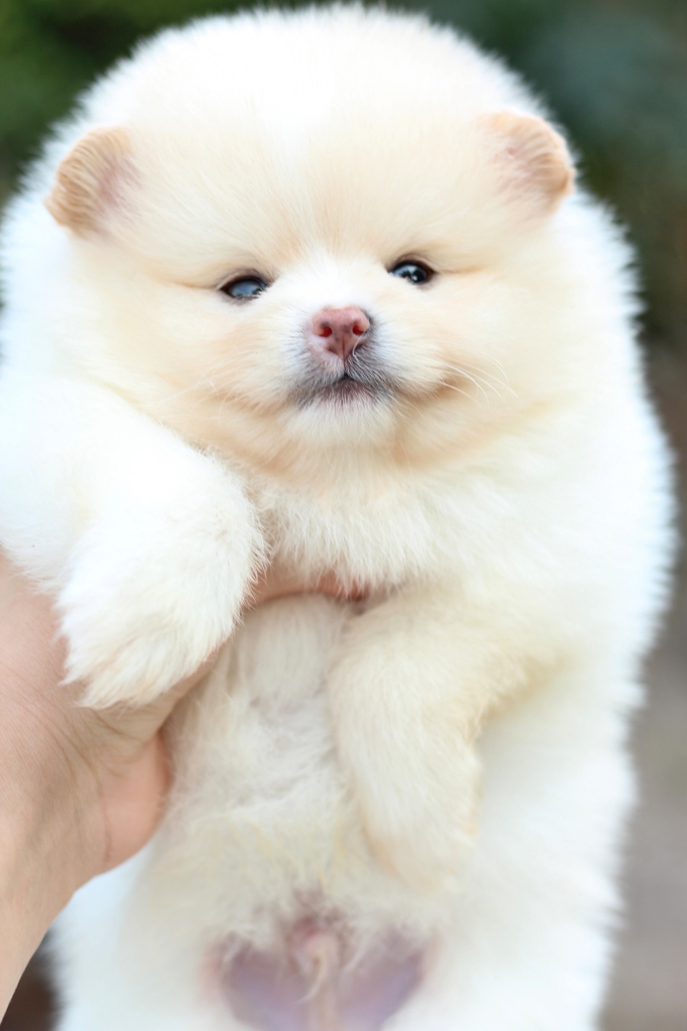 ปอมเมอเรเนียน เพศผู้ สีครีม